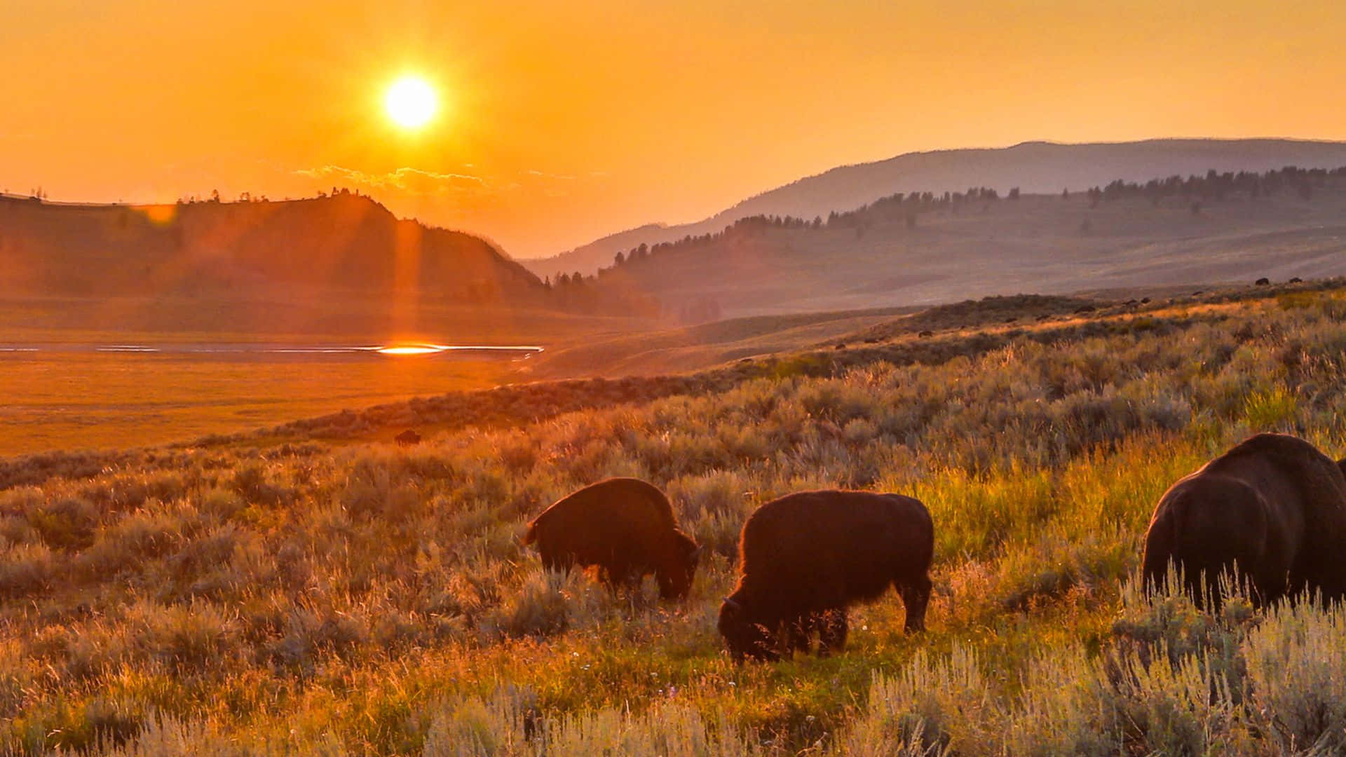 Yellowstone 桌布 壁紙 — 三頭野牛在金色的草原上平靜地吃草，太陽在遠山後落下，灑下溫暖的光芒。