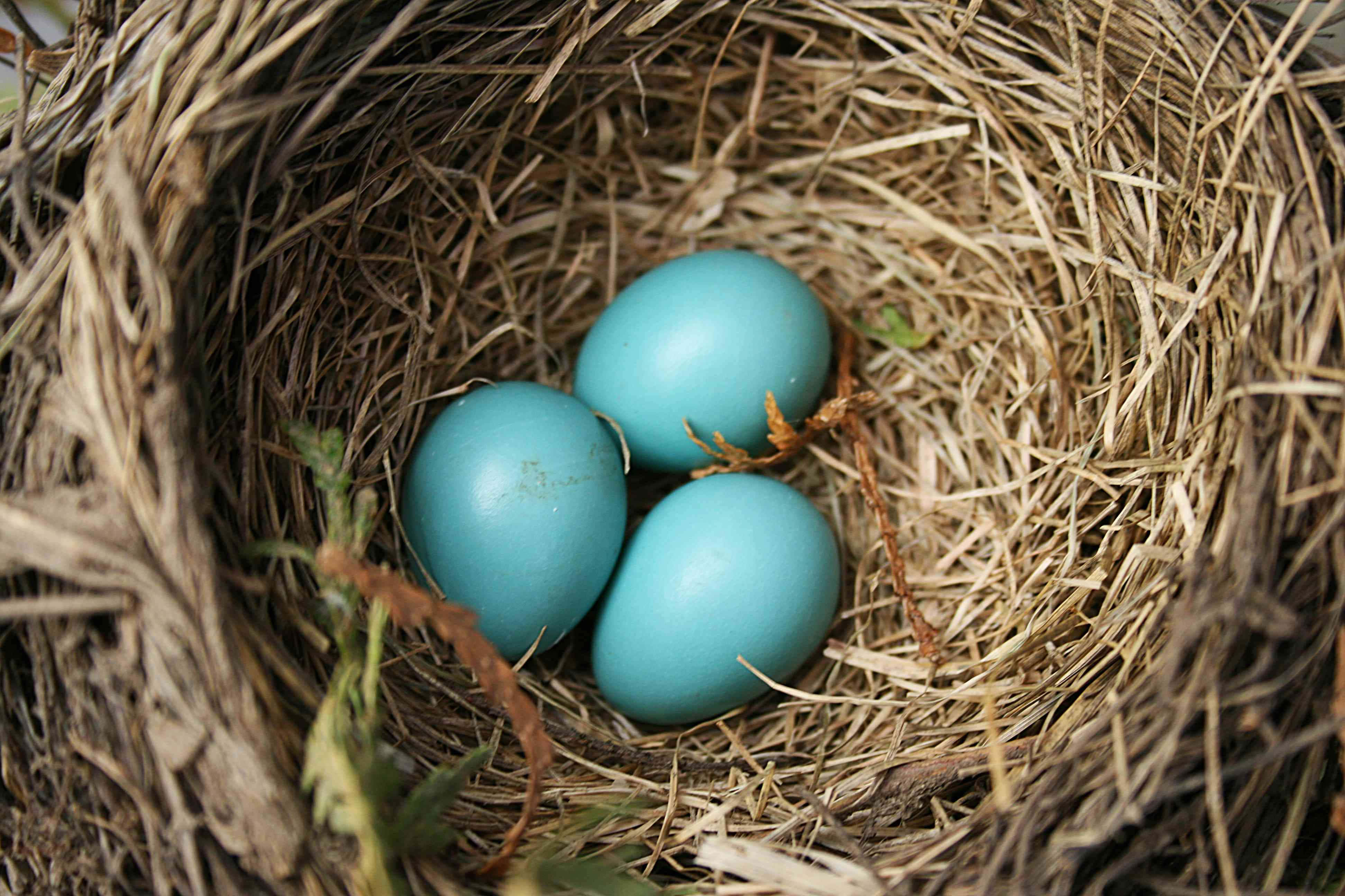Egg 桌布 壁紙 — 三顆光滑的藍色鳥蛋安放在編織的稻草巢中，伴隨著柔和自然光。