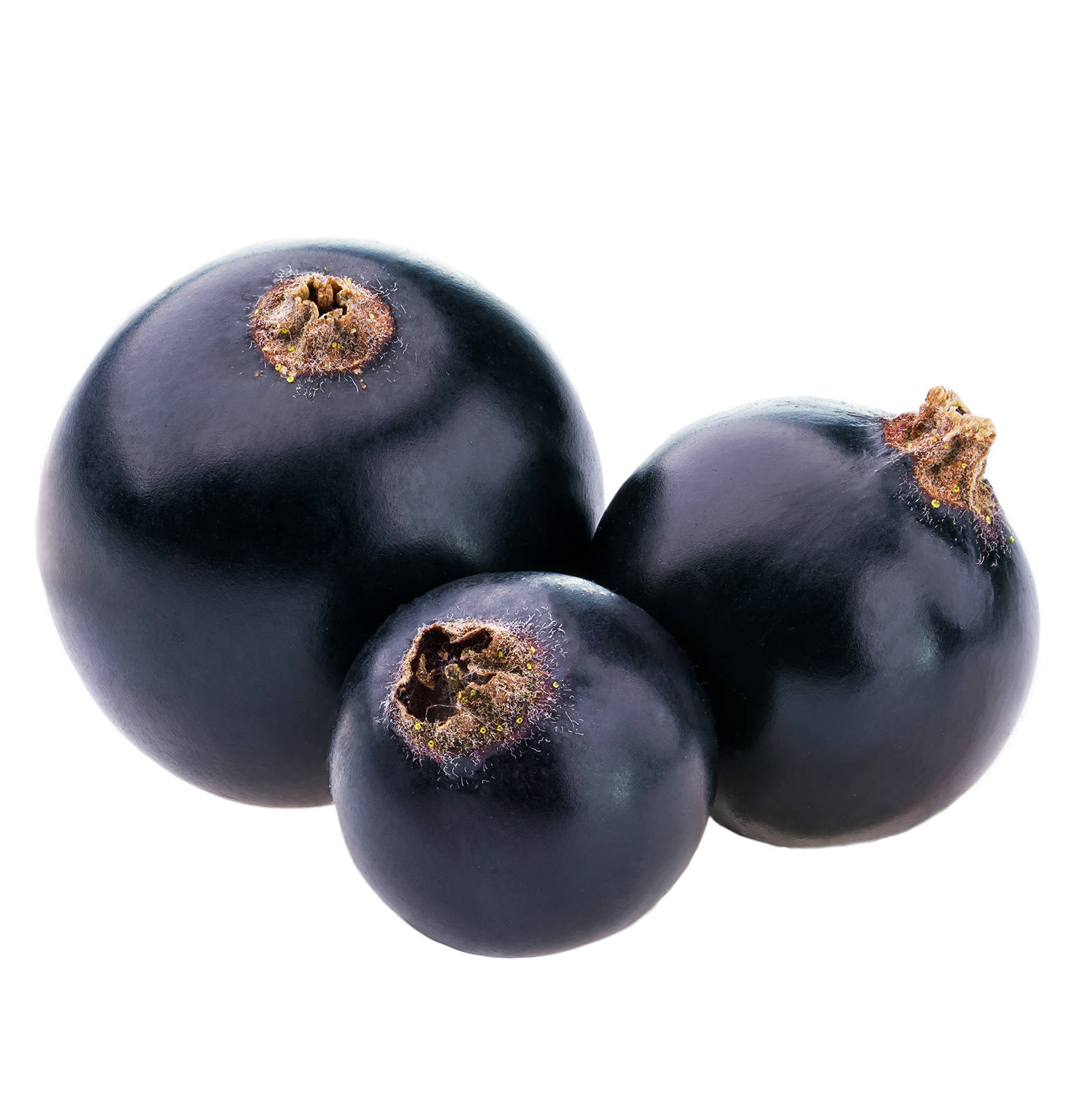 Berry 桌布 壁紙 — 三顆帶有紋理莖的光澤黑色接骨木莓，孤立地放置在純白色背景上。