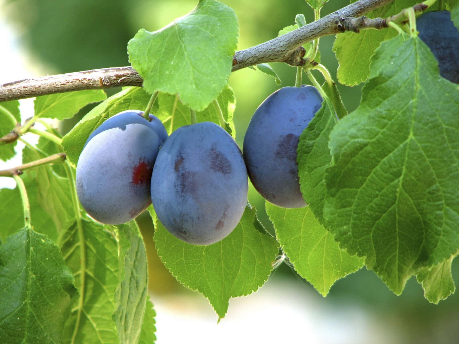 Fruit 桌布 壁紙 — 三顆成熟的紫色李子掛在樹枝上，周圍是鮮綠色的葉子，在明亮的陽光下。