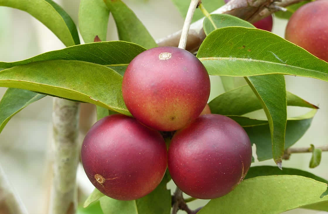 Red Fruit 桌布 壁紙 — 三顆飽滿的深紅色果實掛在樹枝上，在明亮的日光下，周圍是光亮的綠葉。