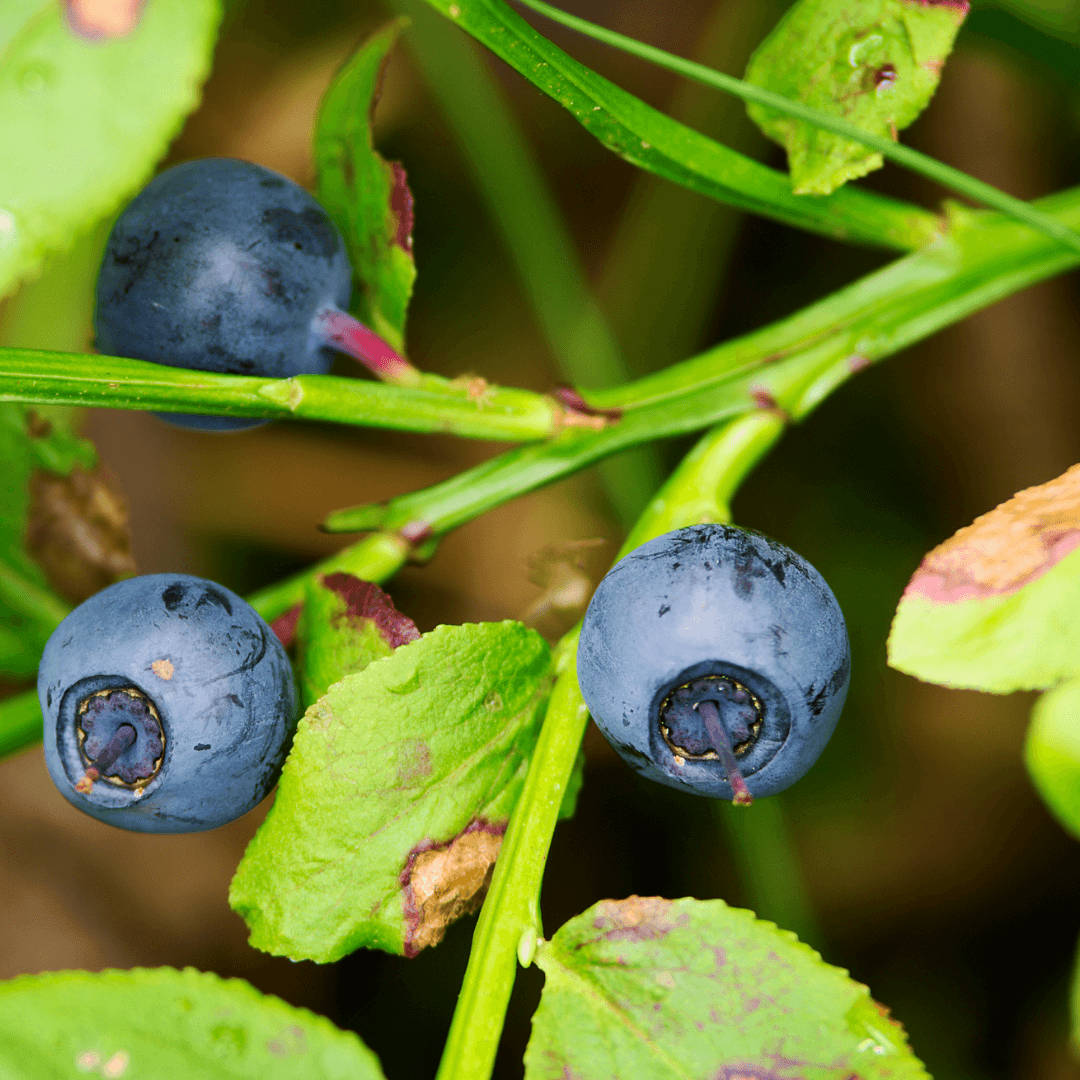 Berry 桌布 壁紙 — 三顆飽滿的藍莓在翠綠藤蔓上閃耀，葉片帶有露珠，沐浴在柔和自然光中。