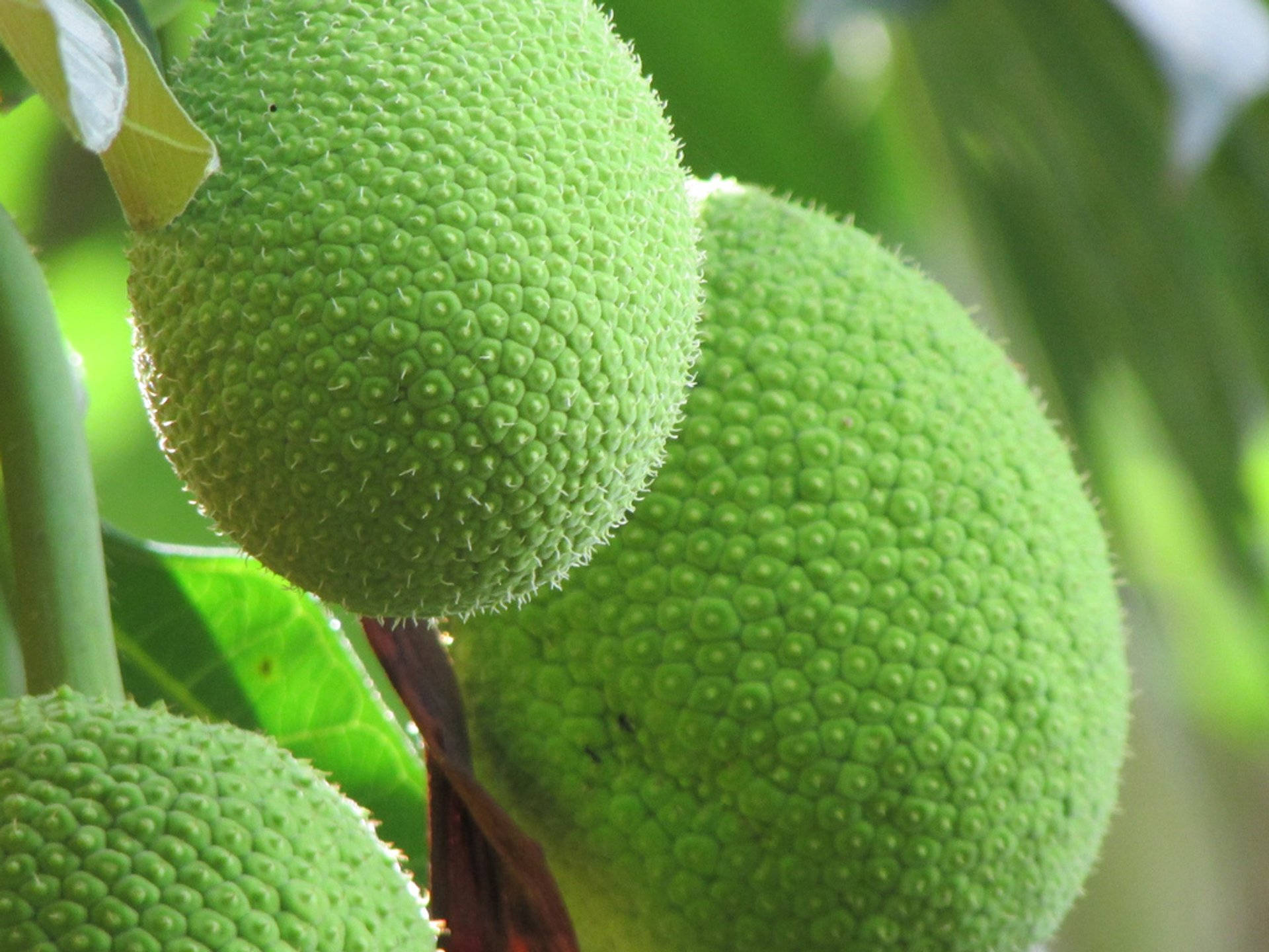 Fruits 桌布 壁紙 — 三顆鮮綠色麵包果的近距離特寫，掛在枝葉茂盛的樹上，在明亮的日光下。