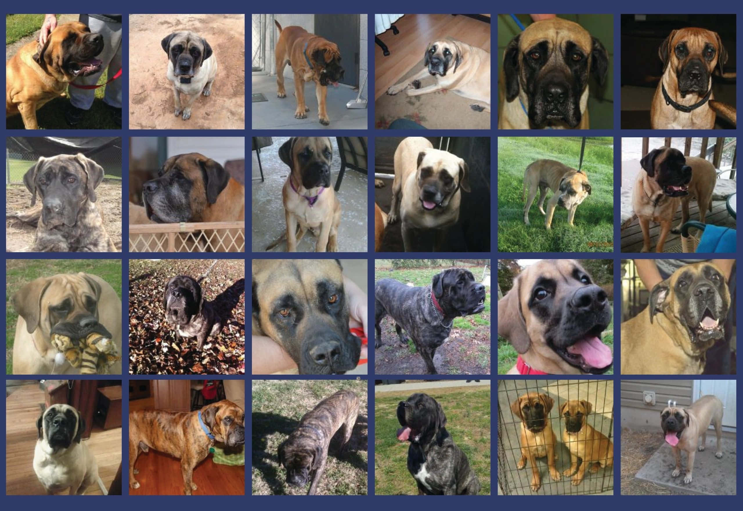 English Mastiff 桌布 壁紙 — 不同品種獒犬的拼貼畫，展示各種姿勢和場景，突出其龐大肌肉發達的體格和富有表情的臉龐。