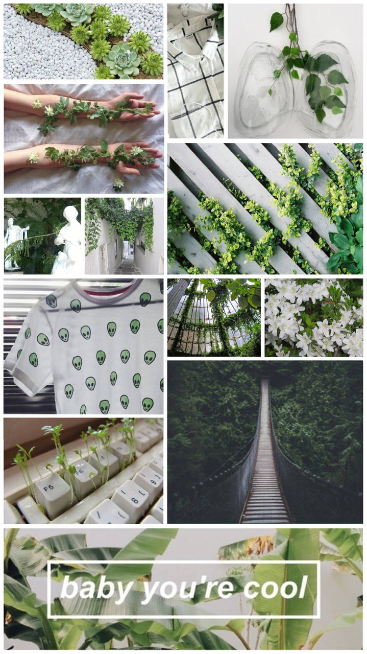 語錄 桌布 壁紙 — 不同環境中茂盛綠色植物的拼貼畫，包括手握藤蔓、森林中的橋樑以及礫石上的多肉植物。