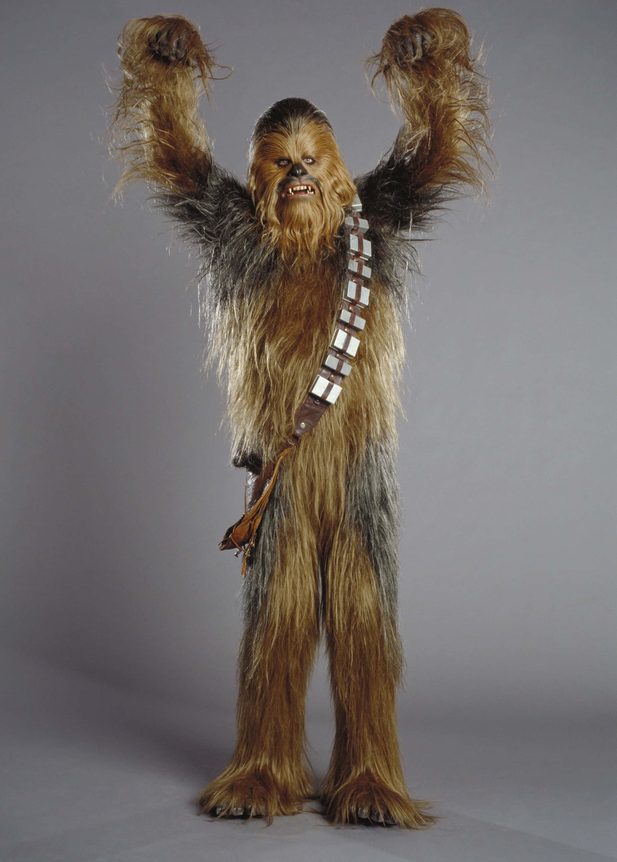 Wookiee 桌布 壁紙 — 丘巴卡在純灰色工作室背景前高舉雙臂，展現勝利姿態，佩戴其標誌性的爆能槍腰帶。