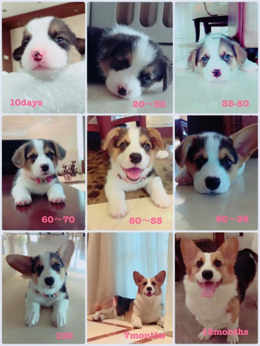 柯基 桌布 壁紙 — 九張照片的網格，顯示柯基犬幼犬從10天到12個月的成長過程，附有年齡標籤。