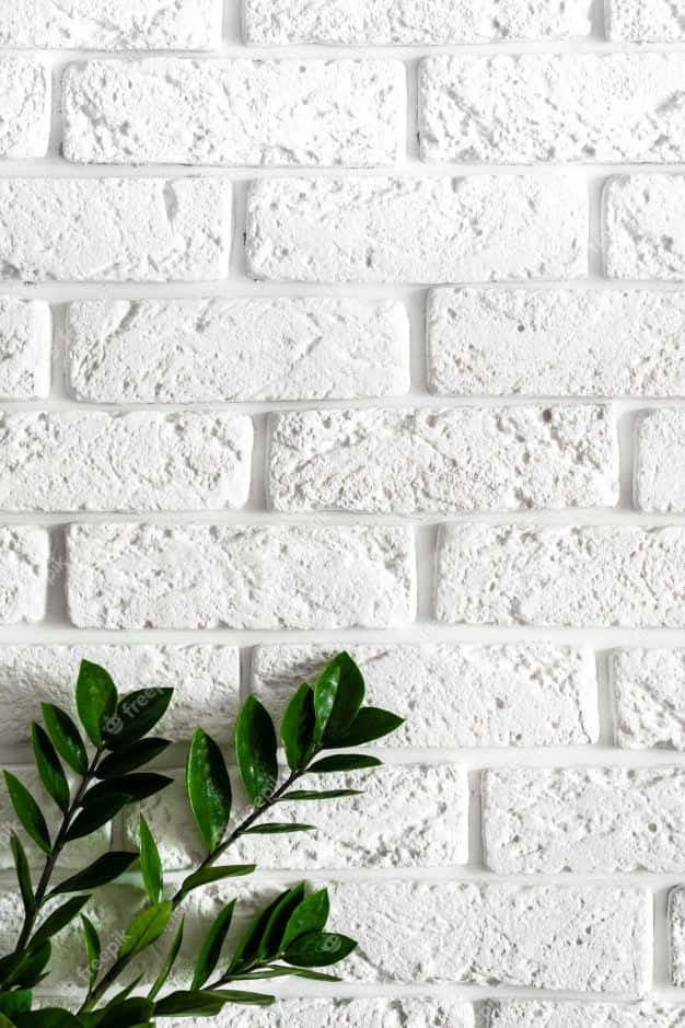 wall 桌布 壁紙 — 乾淨的白色磚牆，帶有紋理灰泥，左下角有一根綠色樹枝。