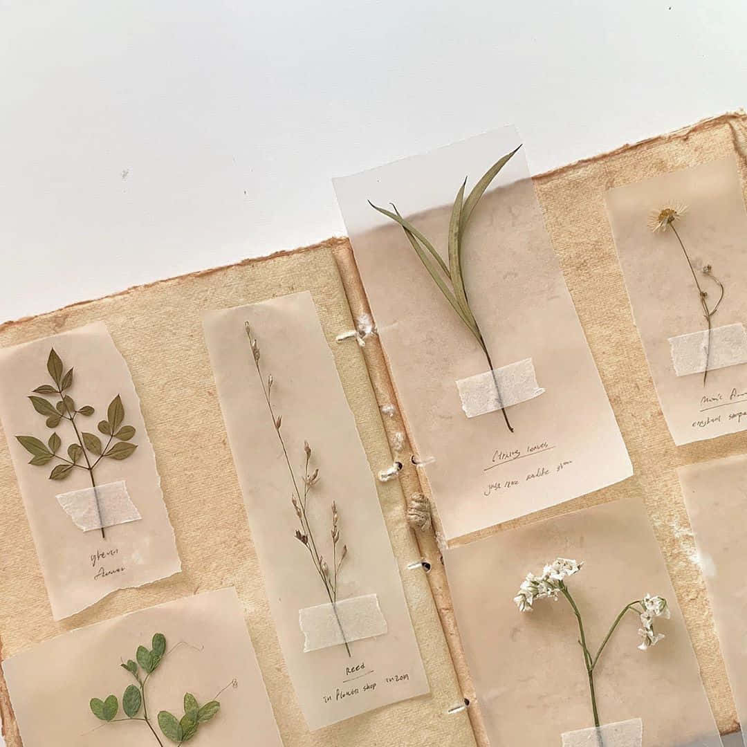 美學米色 桌布 壁紙 — 乾燥壓製的植物標本貼在半透明紙上，附有手寫標籤，排列在一本鄉村風格的手工書中。