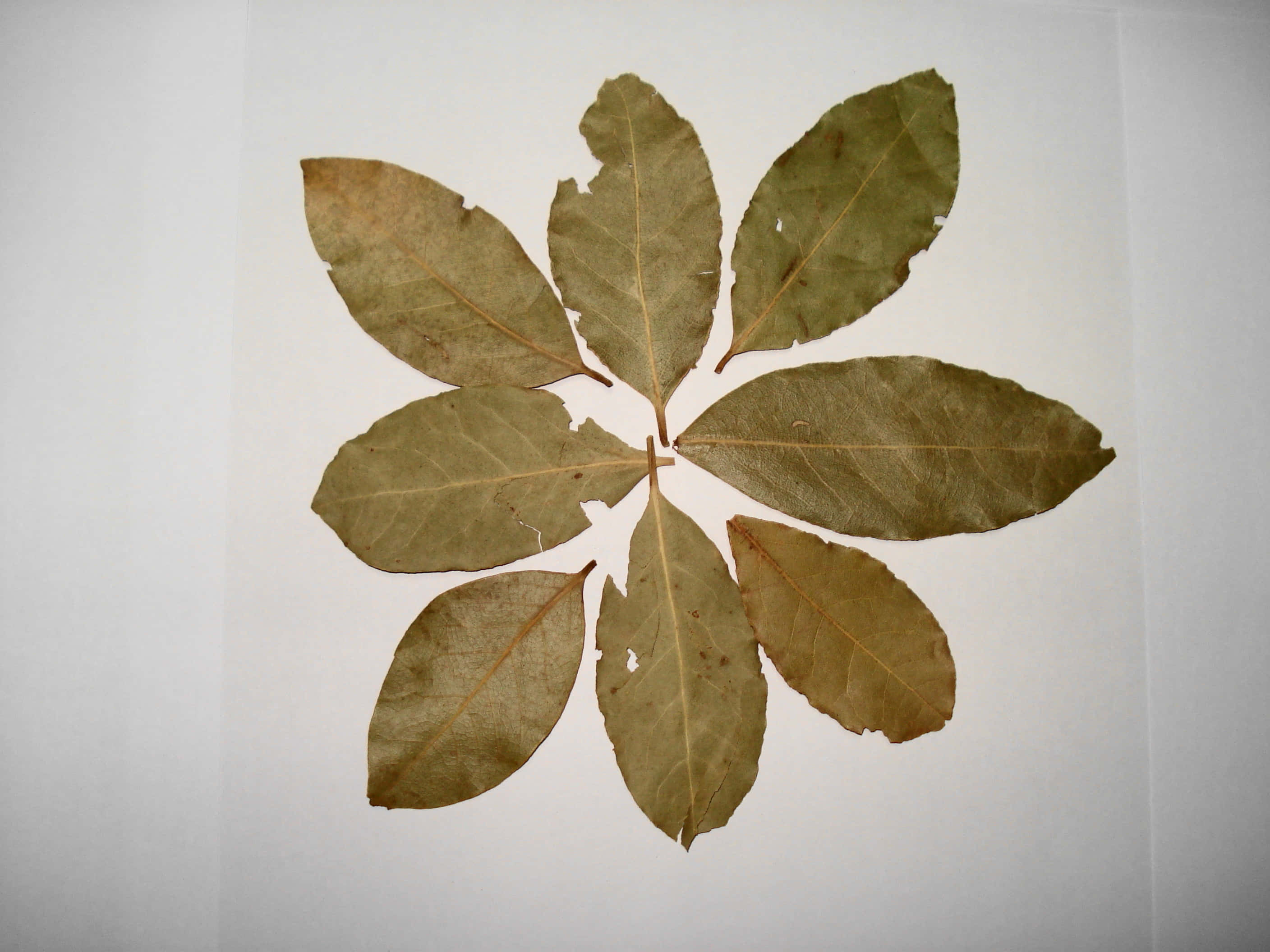Leaves 桌布 壁紙 — 乾燥月桂葉以對稱放射狀圖案排列在純白色背景上。