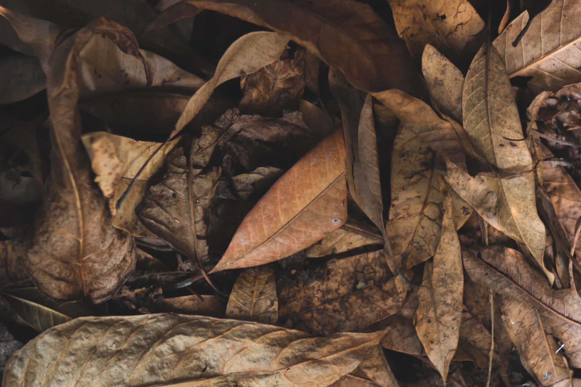 Fall Leaf 桌布 壁紙 — 乾燥棕色樹葉堆疊在一起的近距離特寫，顯示出複雜的葉脈和泥土般的質感。
