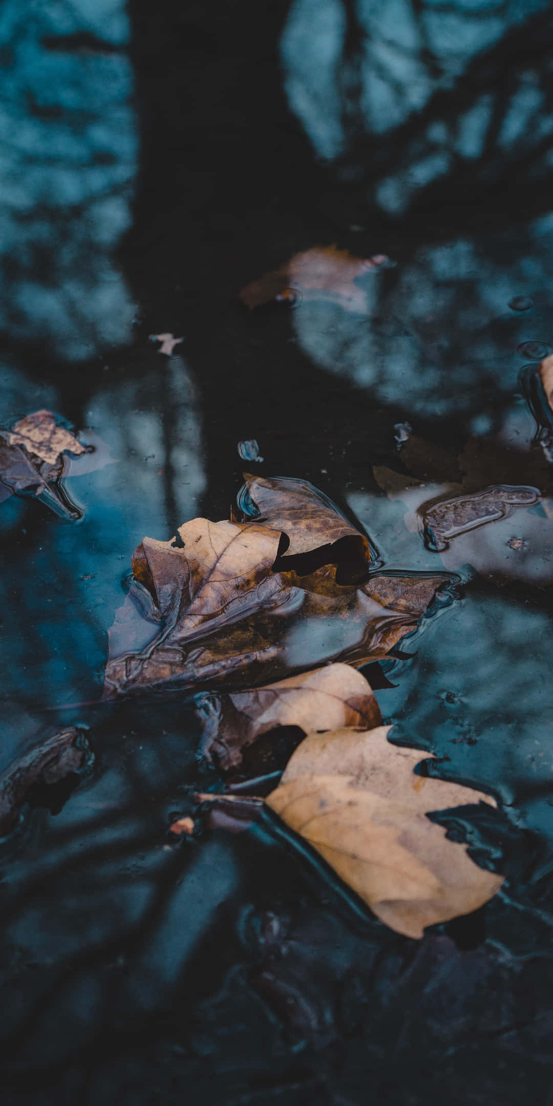 Pixel 3 Autumn 桌布 壁紙 — 乾燥的樹葉靜靜地漂浮在深藍色的水面上，水面倒映著上方模糊的樹枝。