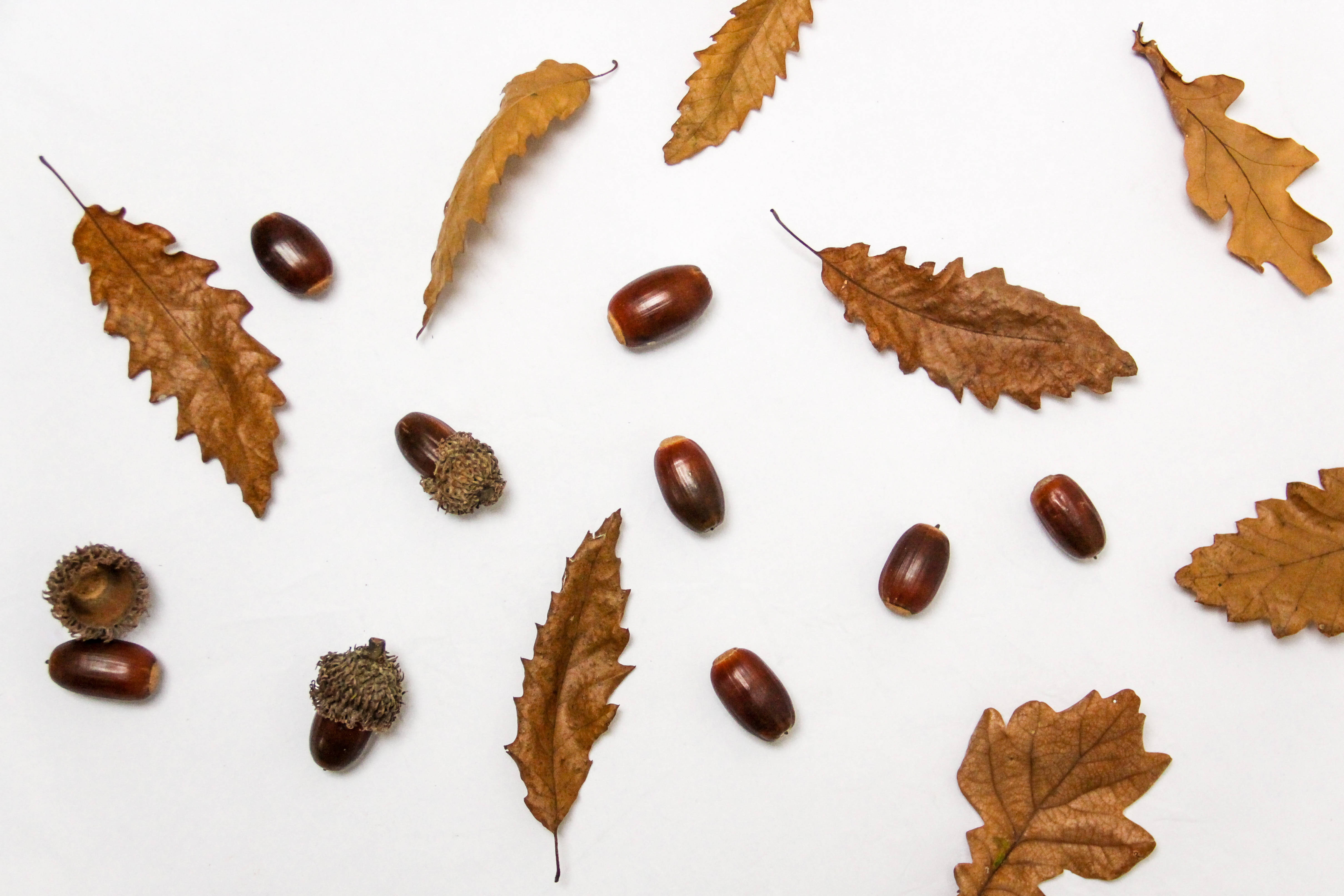 Autumn Season 桌布 壁紙 — 乾燥的橡樹葉和橡子散落在乾淨的白色表面上，形成平鋪構圖。