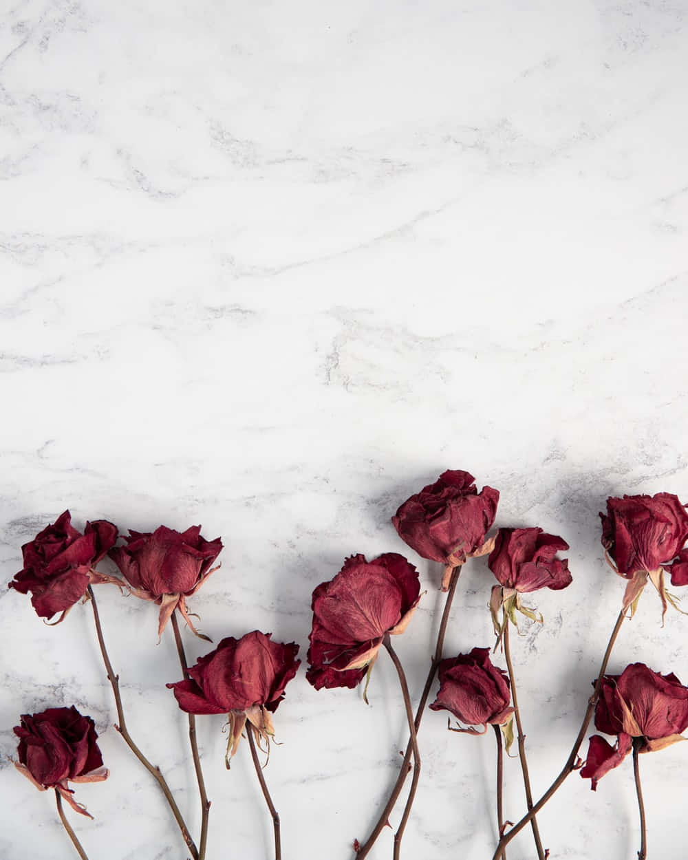 Dried Flowers 桌布 壁紙 — 乾燥的深紅玫瑰，花瓣枯萎，莖部呈棕色，靜置在白色大理石表面上。