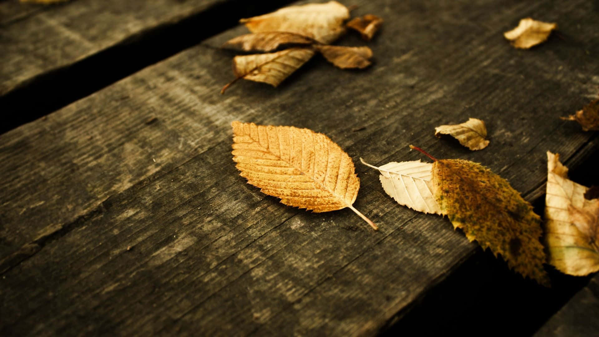 Autumn Leaves 桌布 壁紙 — 乾燥的秋葉躺在風化的木質表面上，具有豐富的紋理和溫暖的大地色調。