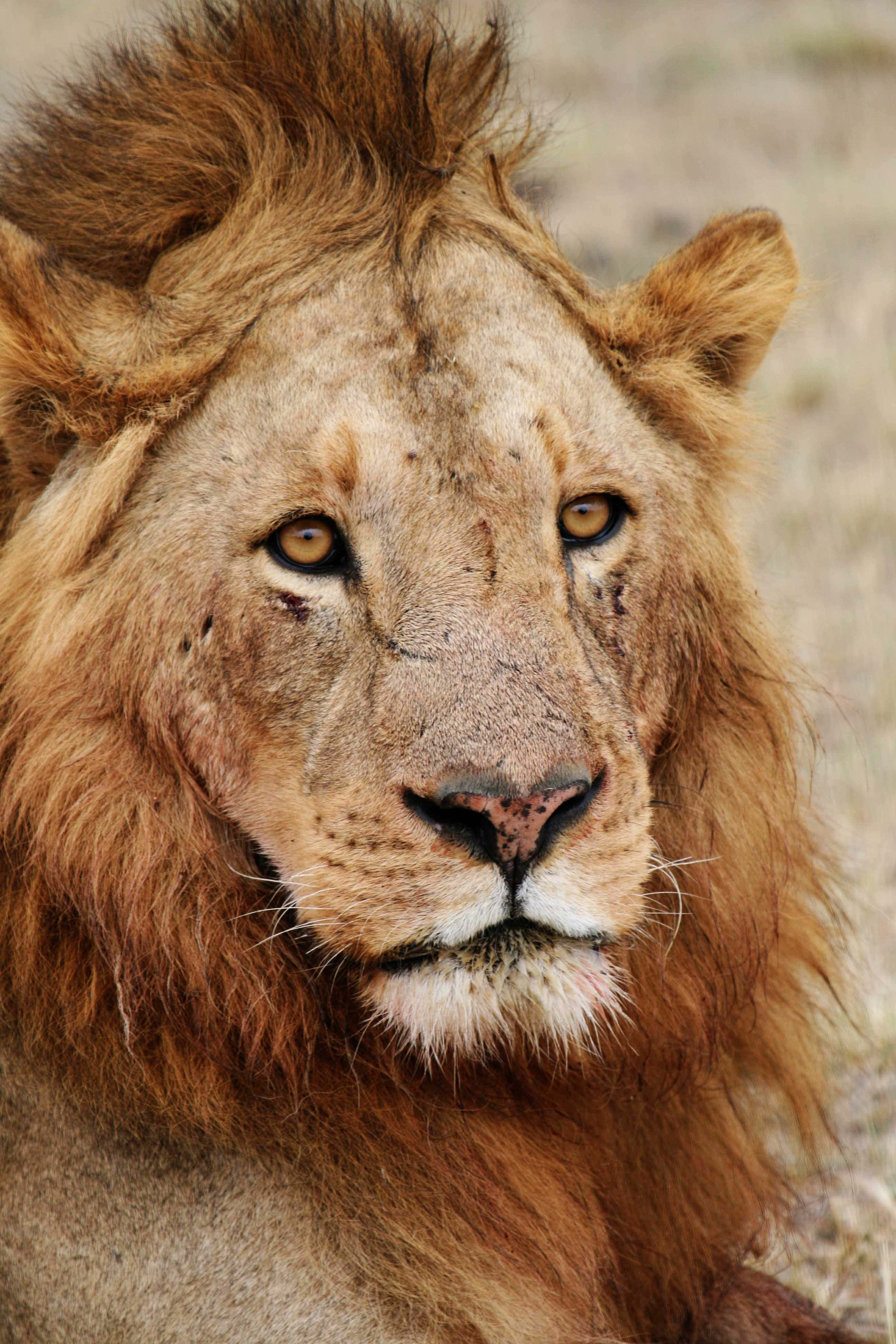 Lion Face 桌布 壁紙 — 乾燥的稀樹草原環境中，一隻威風凜凜的雄獅，帶著風化的鬃毛和強烈的金色眼睛，直視鏡頭的特寫。