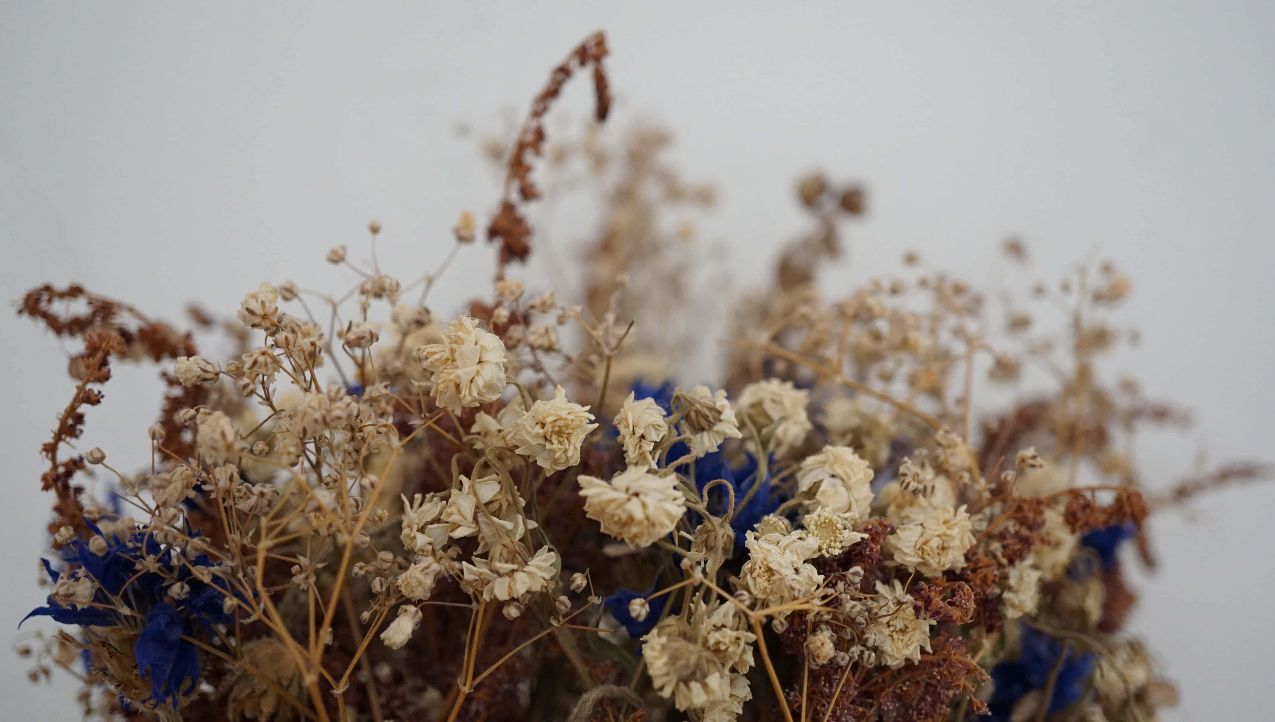 Dried Flowers 桌布 壁紙 — 乾燥的米色和棕色花朵特寫，帶有鮮豔的藍色點綴，背景為柔和的灰色。