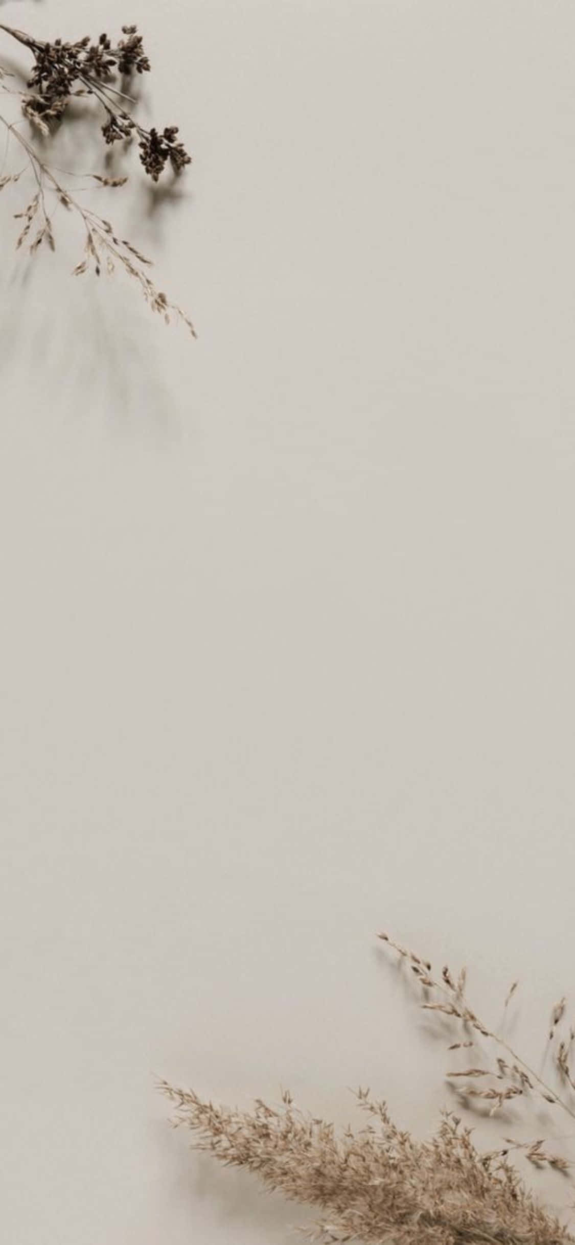 Beige Minimalist 桌布 壁紙 — 乾燥的草和種子頭構成了一個極簡的米色背景，帶有柔和的陰影。
