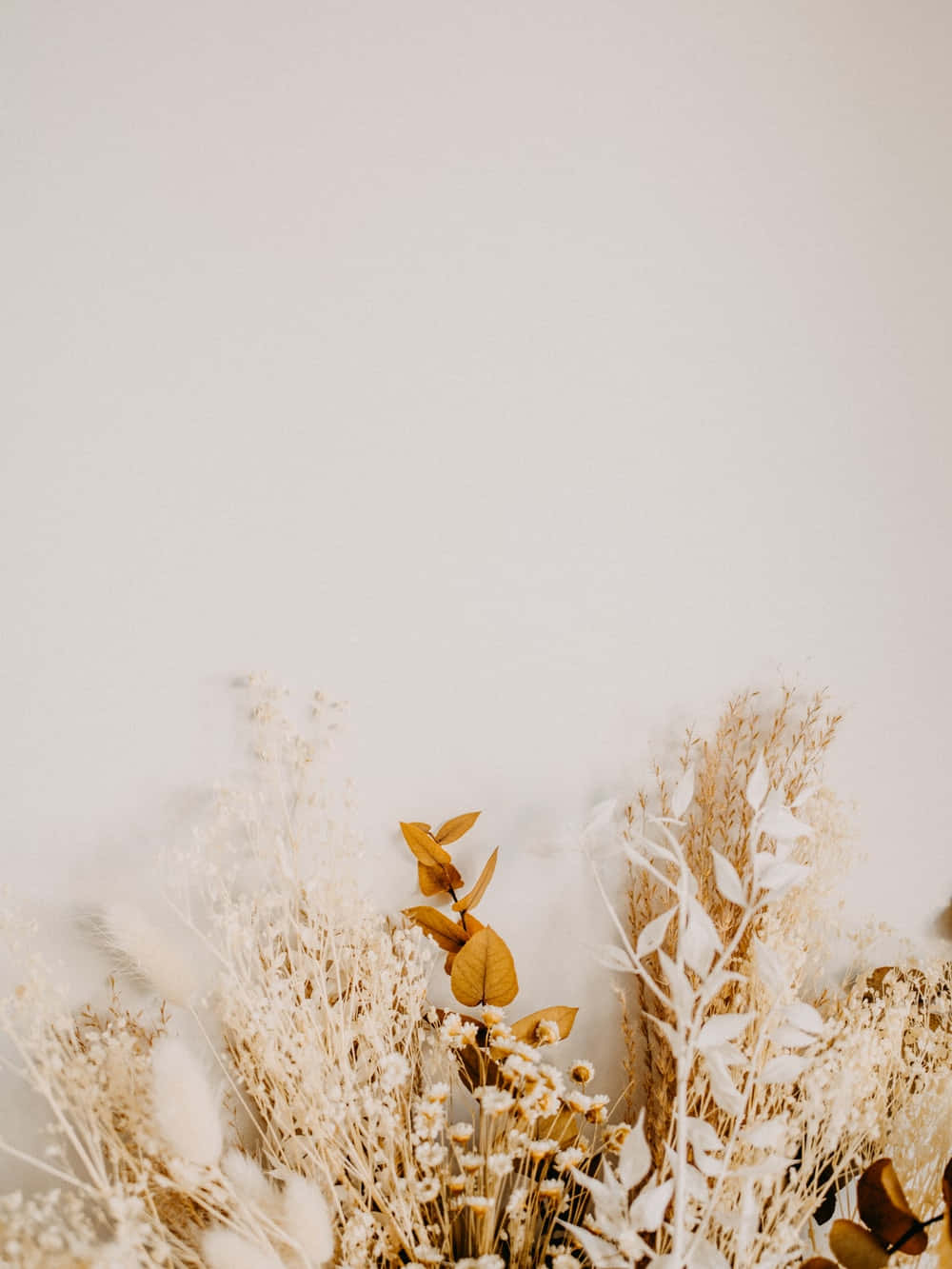 Dried Flowers 桌布 壁紙 — 乾燥的蒲葦和尤加利葉以溫暖的米色調，靠在簡約的米白色牆上。