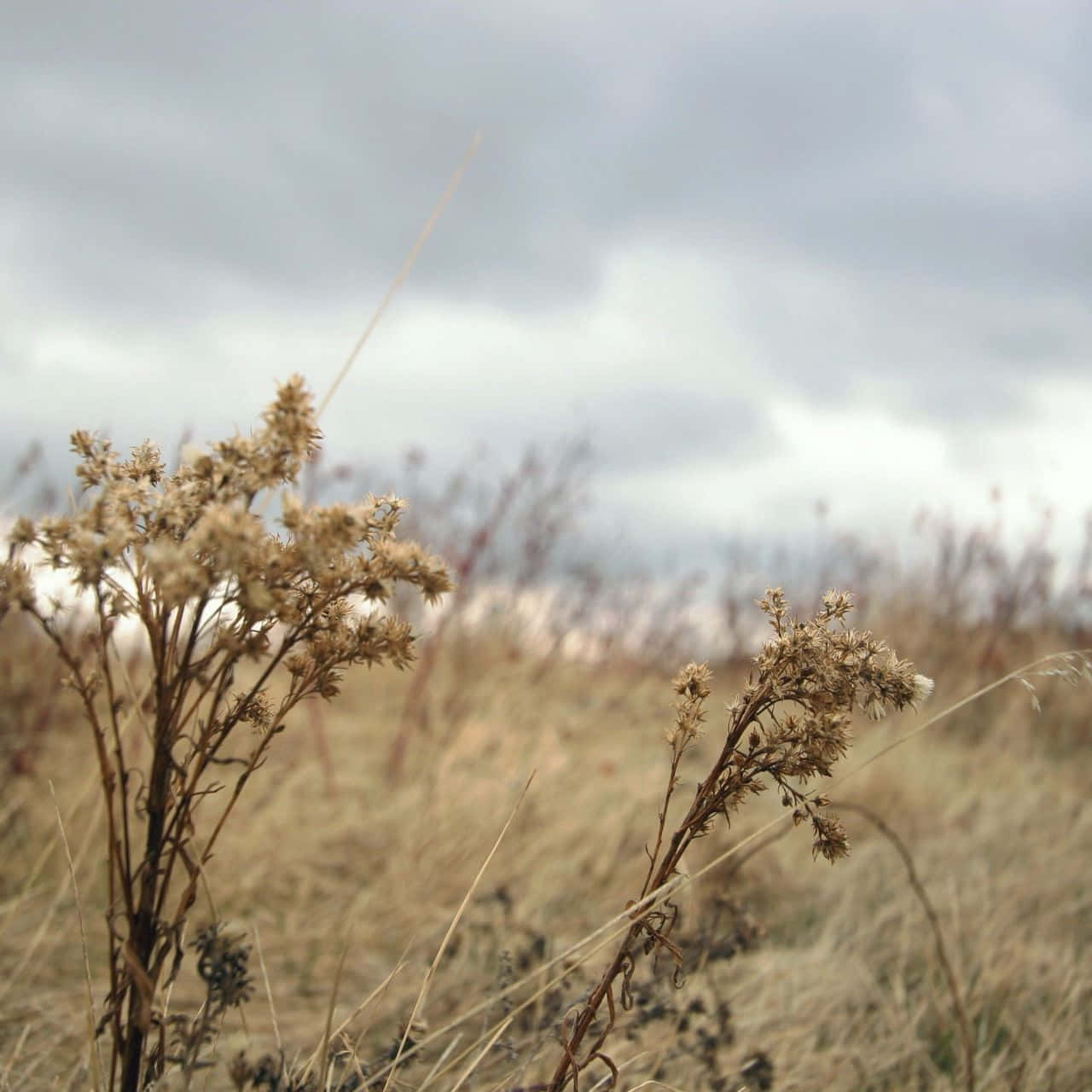 Autumn Wind 桌布 壁紙 — 乾燥的金色草叢在陰天下的風吹田野中輕輕搖曳。