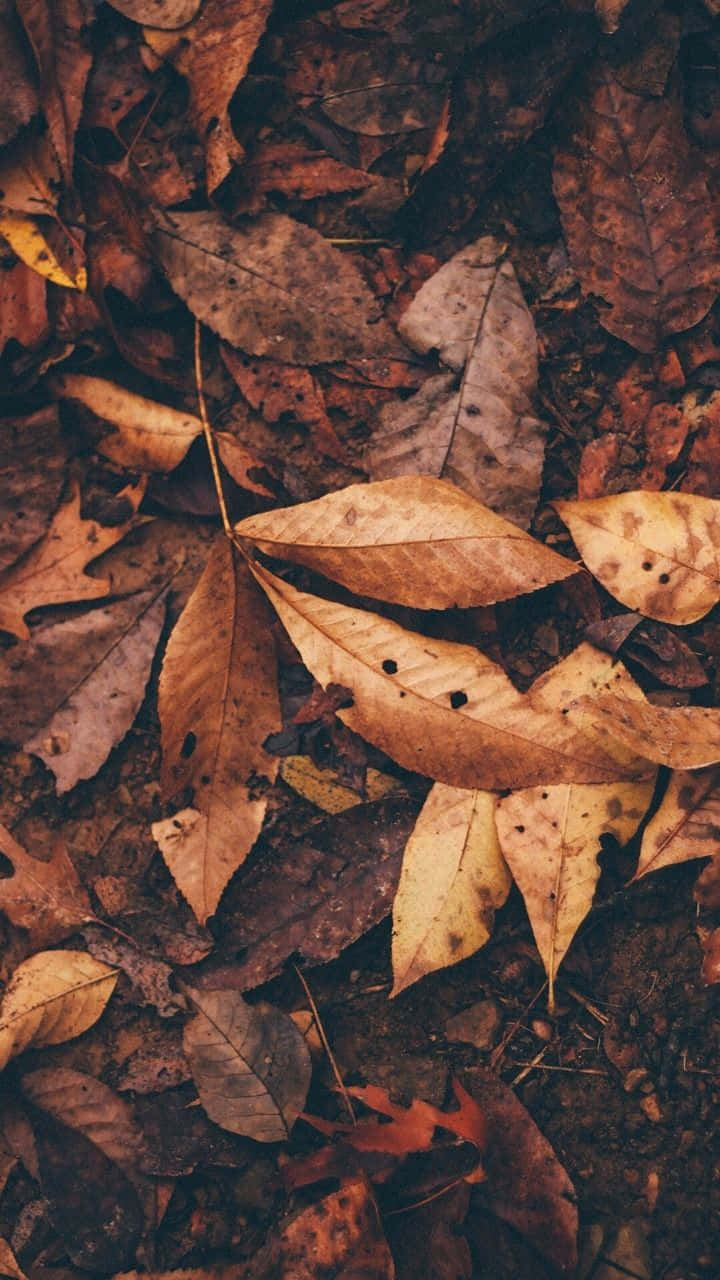 秋季 桌布 壁紙 — 乾燥秋葉的特寫，呈現溫暖的大地色調，散落在深色土壤上。