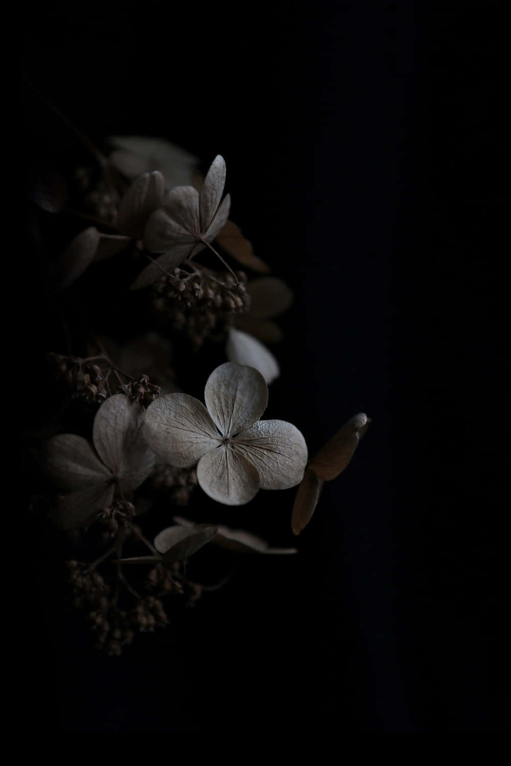 Dark Flower Aesthetic 桌布 壁紙 — 乾燥繡球花在深黑色背景上柔和照亮，營造出憂鬱的靜物畫面。
