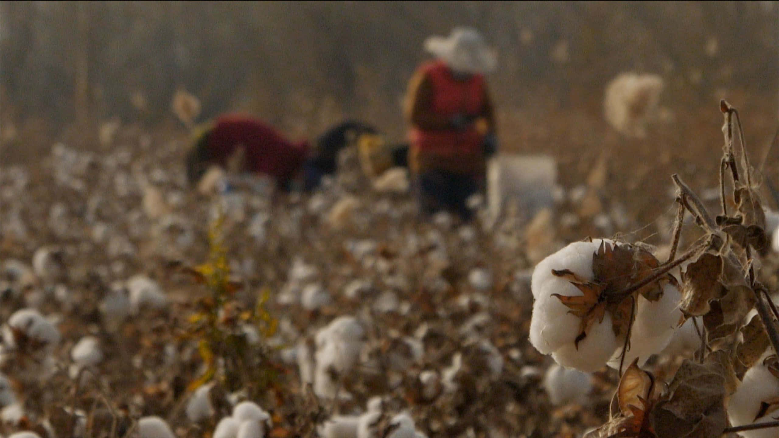 Cotton Field 桌布 壁紙 — 乾燥莖上蓬鬆白色棉鈴的特寫，模糊的工人在金色田野中收割。