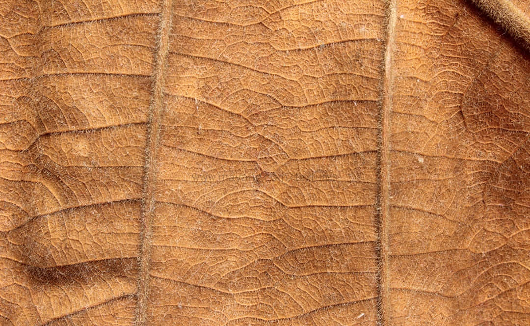 Brown Leaves 桌布 壁紙 — 乾燥葉片複雜的棕色葉脈和紋理表面的特寫，顯示自然腐爛。