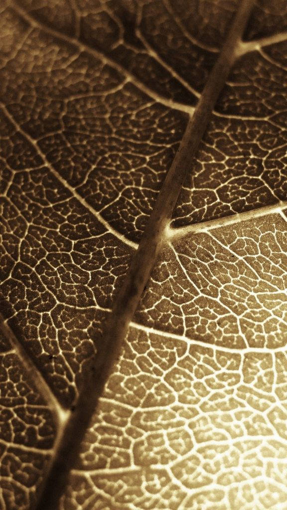 Brown iPhone 桌布 壁紙 — 乾燥葉片複雜葉脈圖案在金色光線下溫暖發光的特寫。