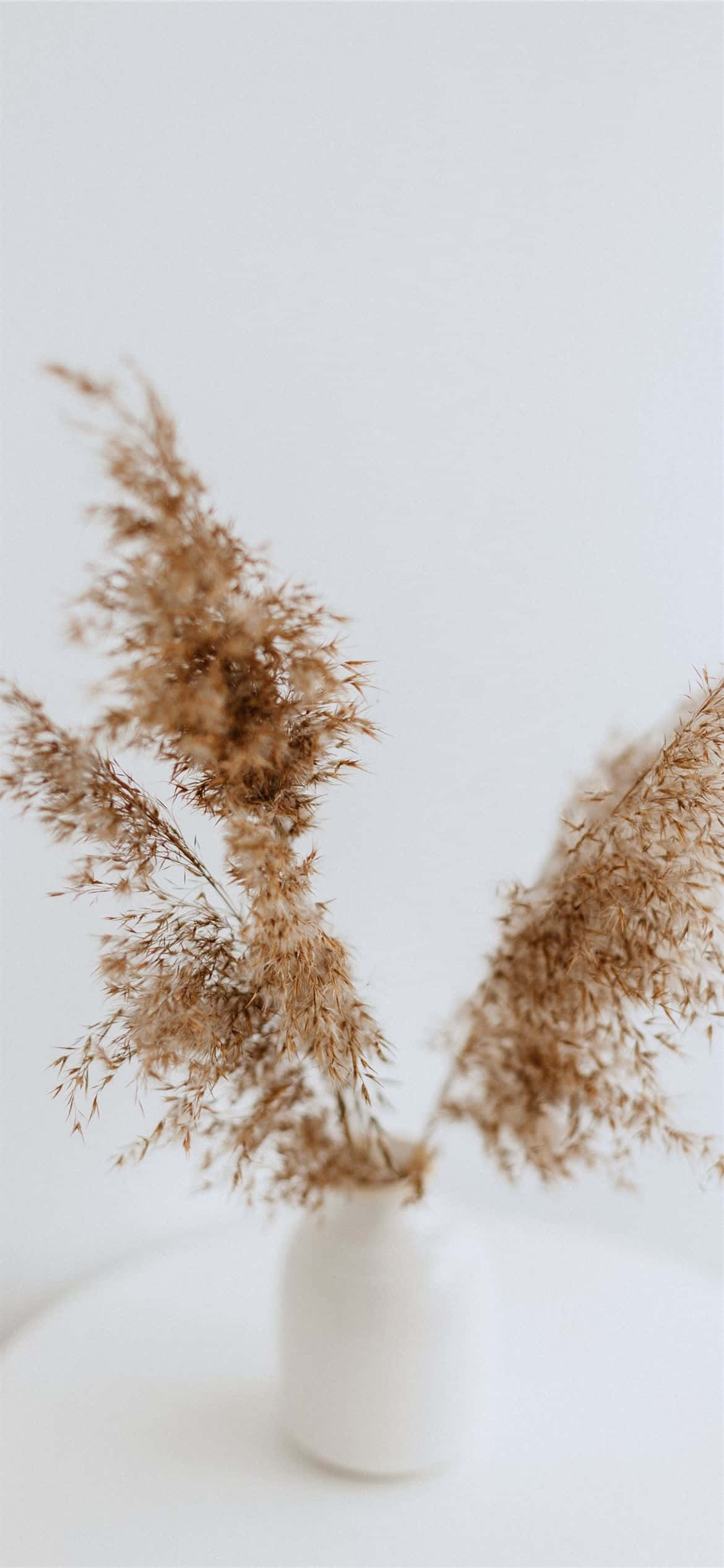 Brown And White 桌布 壁紙 — 乾燥蒲葦插在白色花瓶，襯托極簡白色背景，柔和自然光。