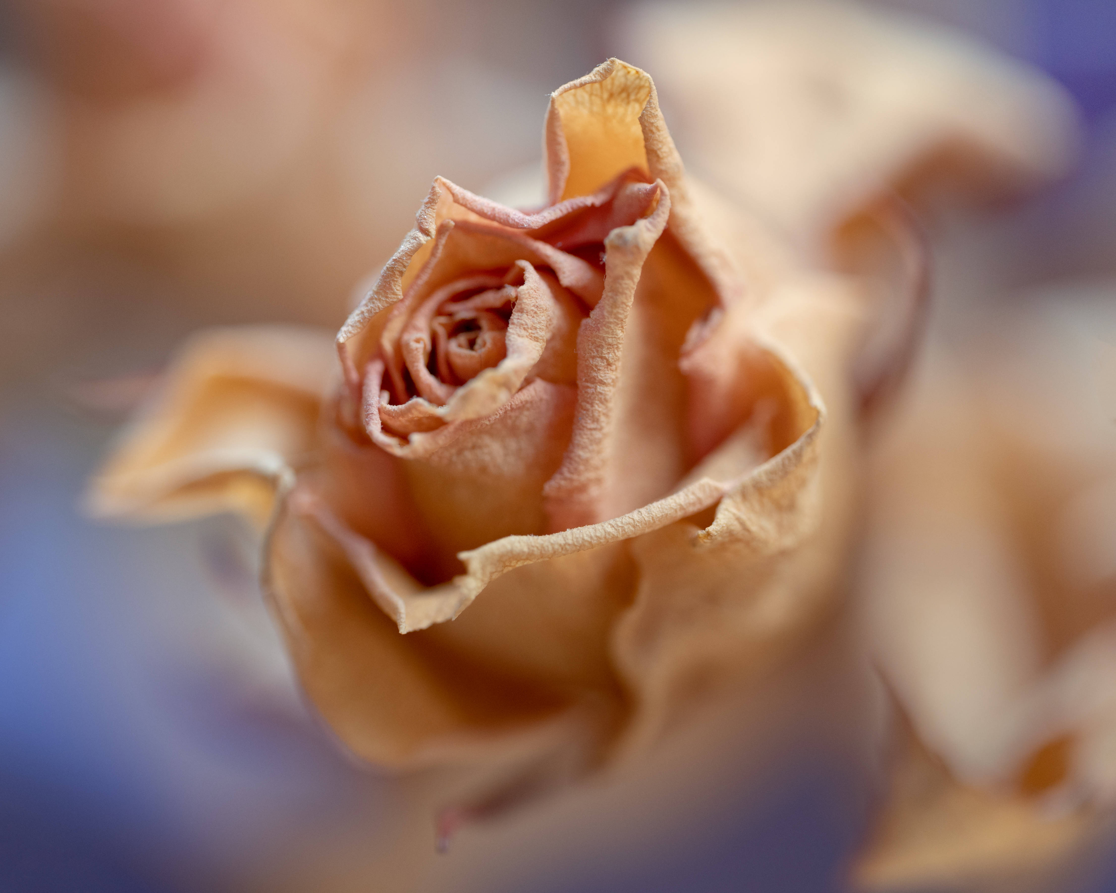 Aesthetic Rose 桌布 壁紙 — 乾燥蜜桃色玫瑰花蕾的特寫，帶有精緻捲曲的花瓣，背景柔和模糊。