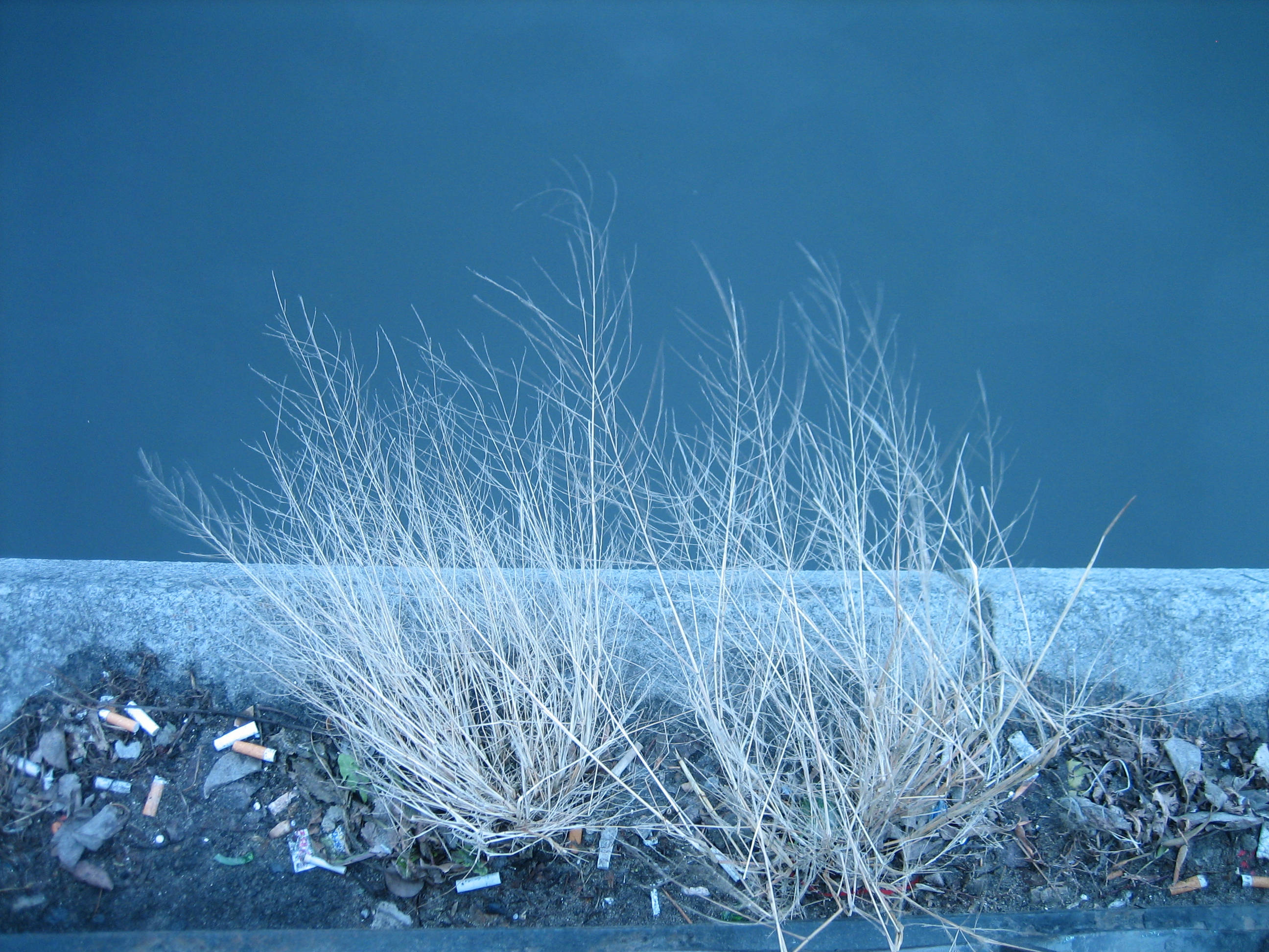 Winter 桌布 壁紙 — 乾草從散落垃圾的混凝土中頑強發芽，襯著深藍色牆壁。