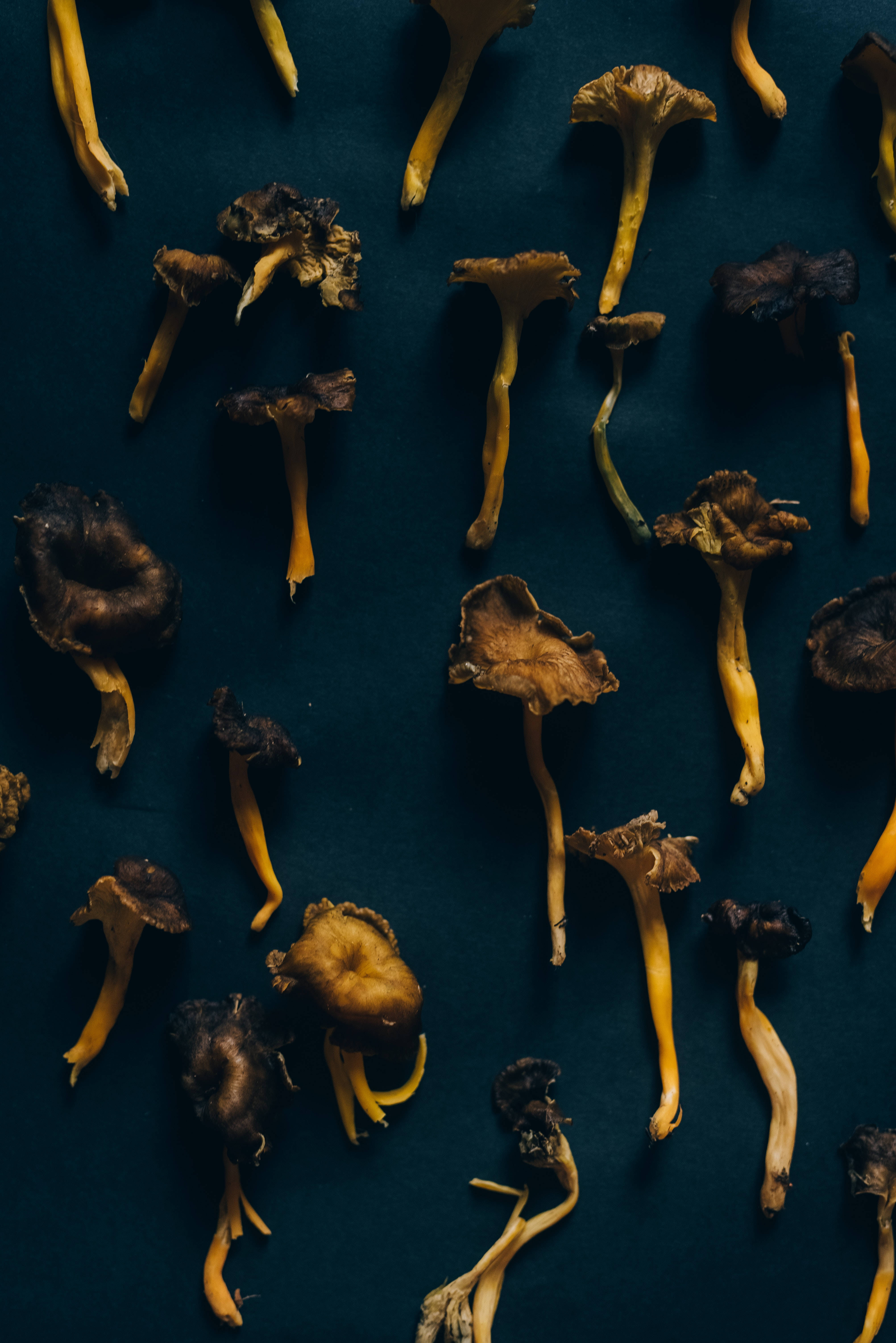 Mushroom Aesthetic 桌布 壁紙 — 乾蘑菇，黃色莖和棕色傘蓋，散落在深青綠色背景上。
