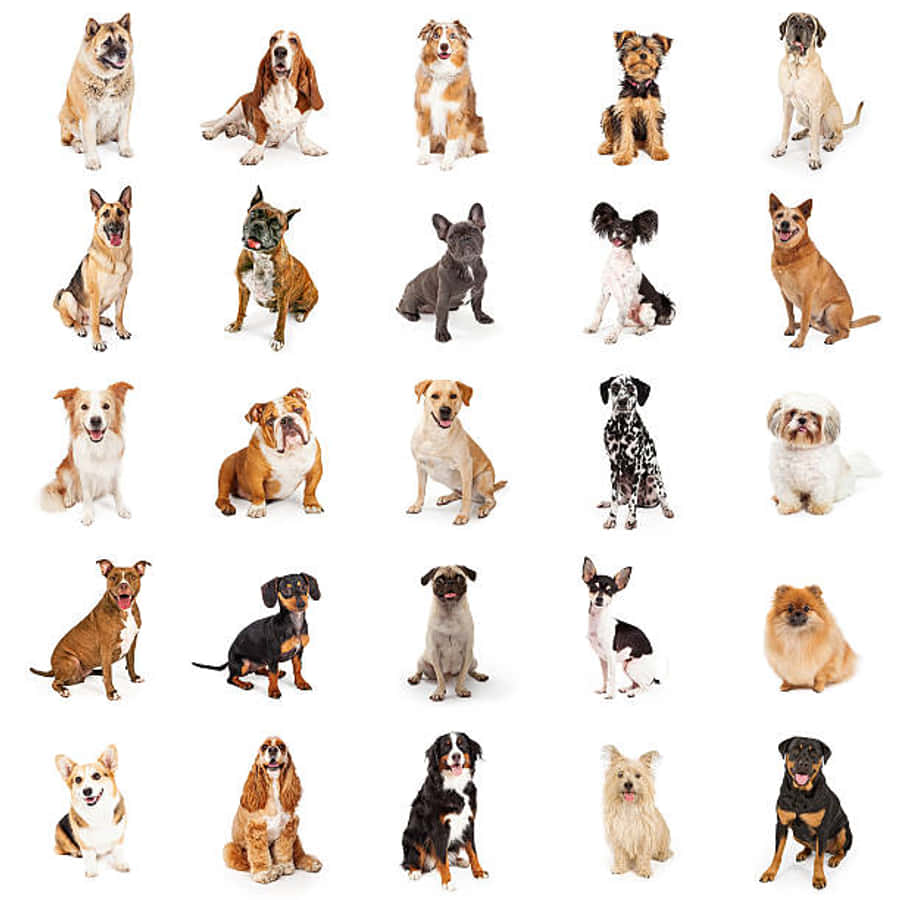 Dogs 桌布 壁紙 — 二十種不同的狗品種坐在或擺姿勢在潔白的背景前，展示牠們獨特的毛髮圖案和表情。