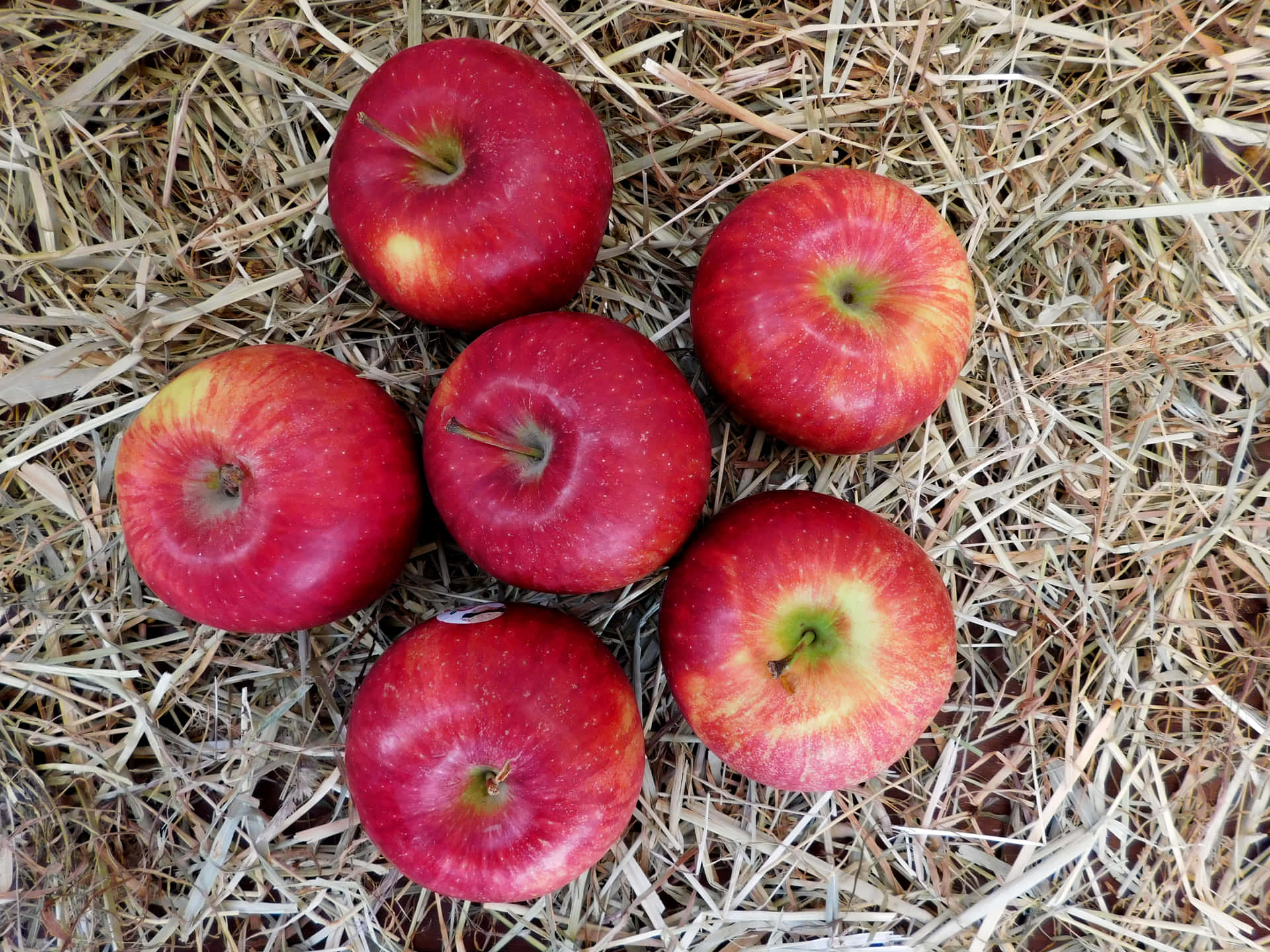 Apples 壁紙 — 五個帶有黃色光澤的亮紅色蘋果，俯視角度放在乾草堆上。