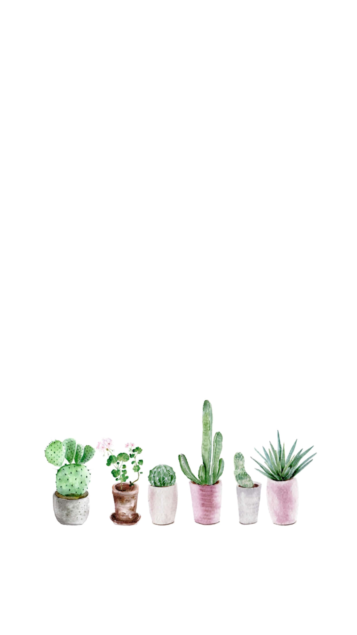 Cactus 桌布 壁紙 — 五個水彩畫的盆栽仙人掌和多肉植物，放在柔和色調的花盆中，整齊地排列在純白色背景上。