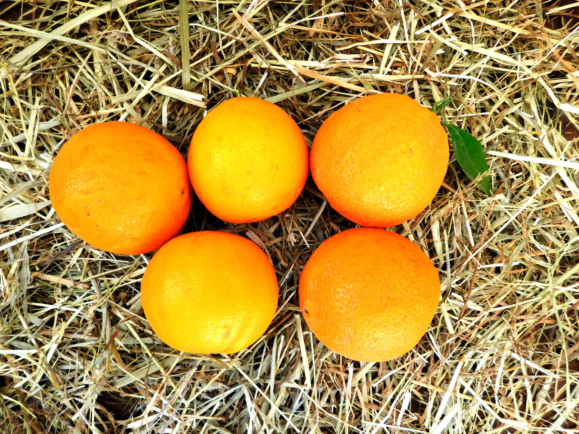 Orange fruit 壁紙 — 五個鮮豔的柳橙放在乾草堆上，旁邊有一片綠葉。
