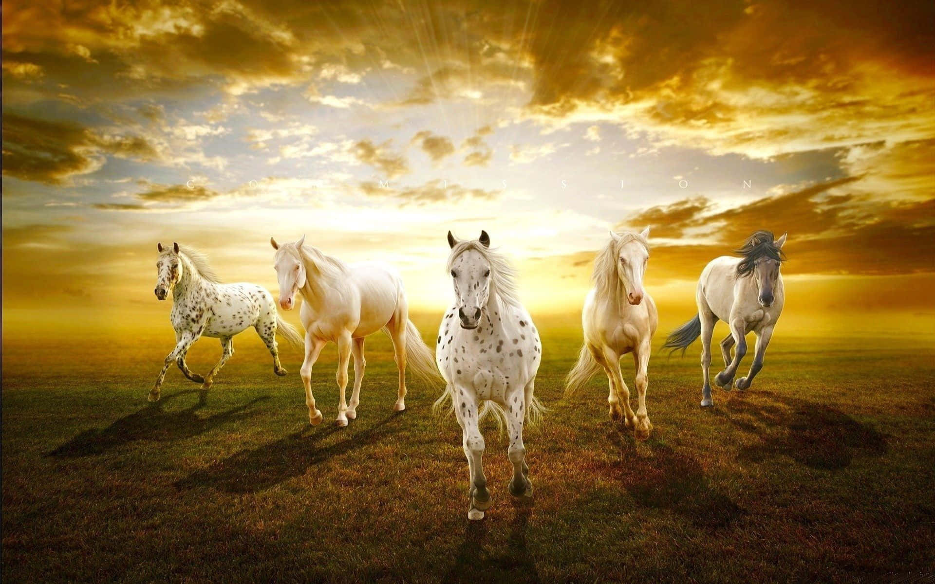 Pretty Horse 桌布 壁紙 — 五匹帶有斑點皮毛的白馬在戲劇性的日落天空下奔馳過金色田野。