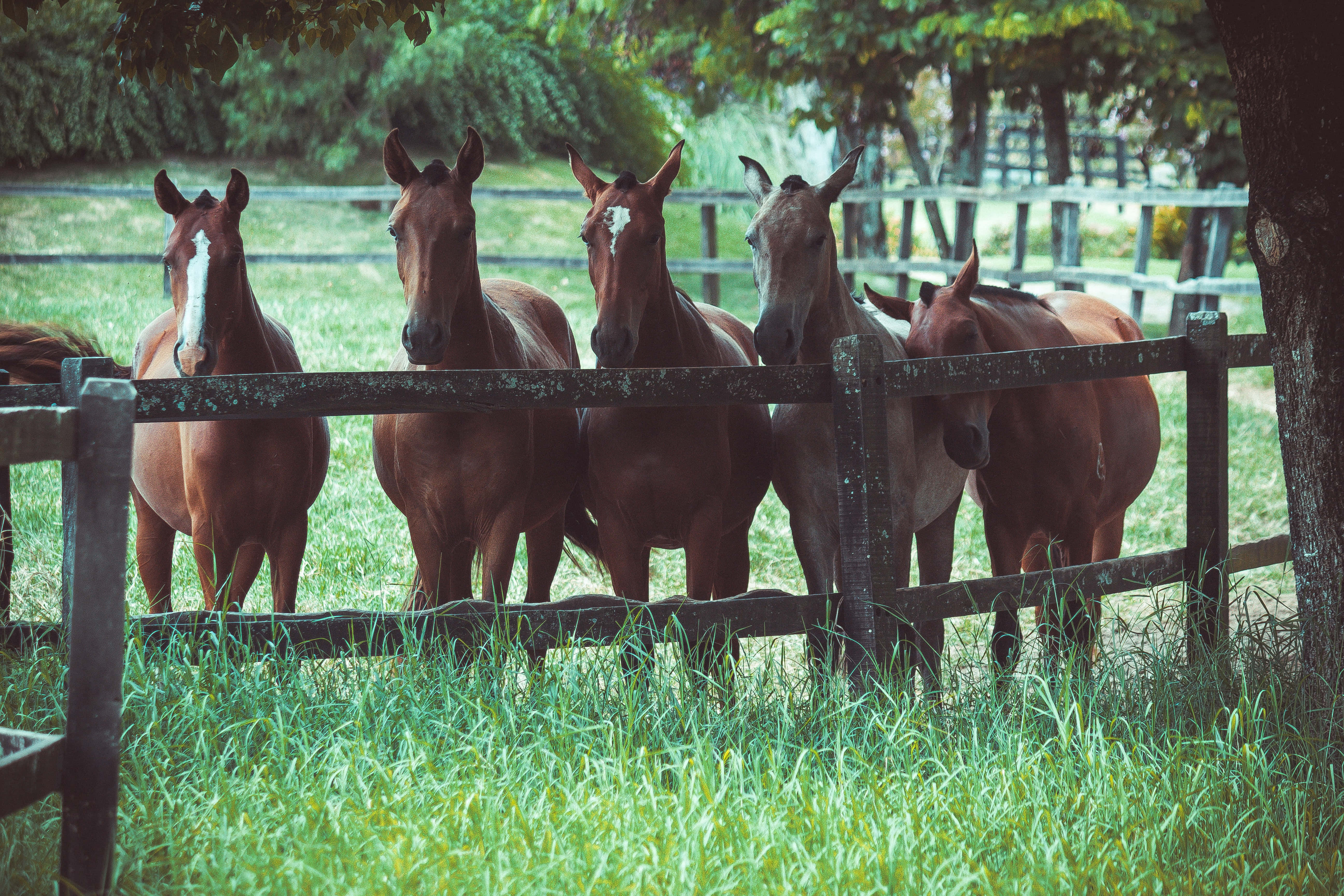 Beautiful Horses 桌布 壁紙 — 五匹帶有白色斑紋的棕色馬匹，在斑駁的陽光下，平靜地站在一個青翠的牧場中一道經風吹雨打的木柵欄後面。