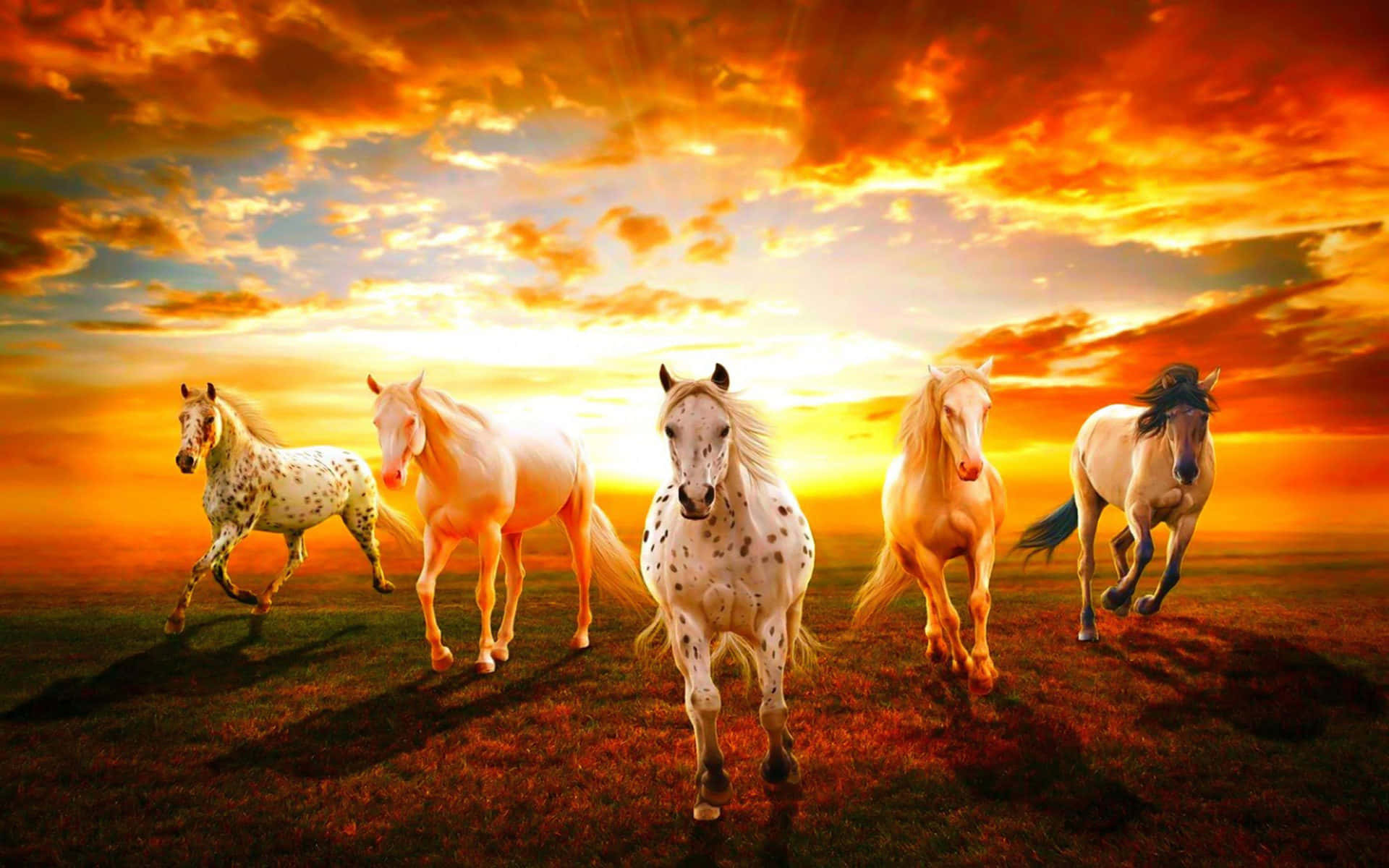 1920x1200 桌布 壁紙 — 五匹雄偉的馬在火紅橙黃色的日落天空下奔馳過草地平原。