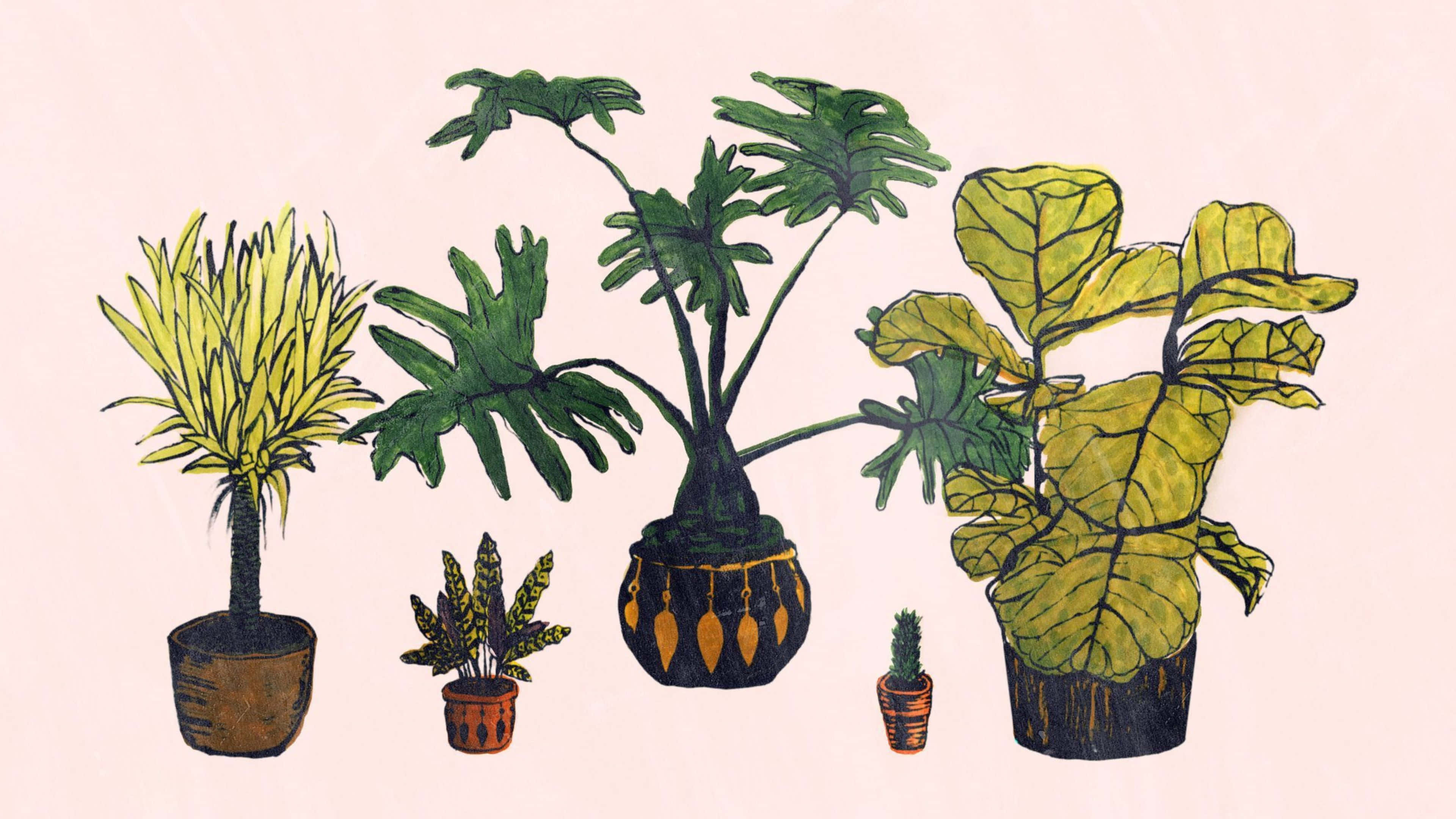 Minimalist Plant 桌布 壁紙 — 五幅插圖室內植物，葉形和花盆設計各異，背景為柔和粉紅色。