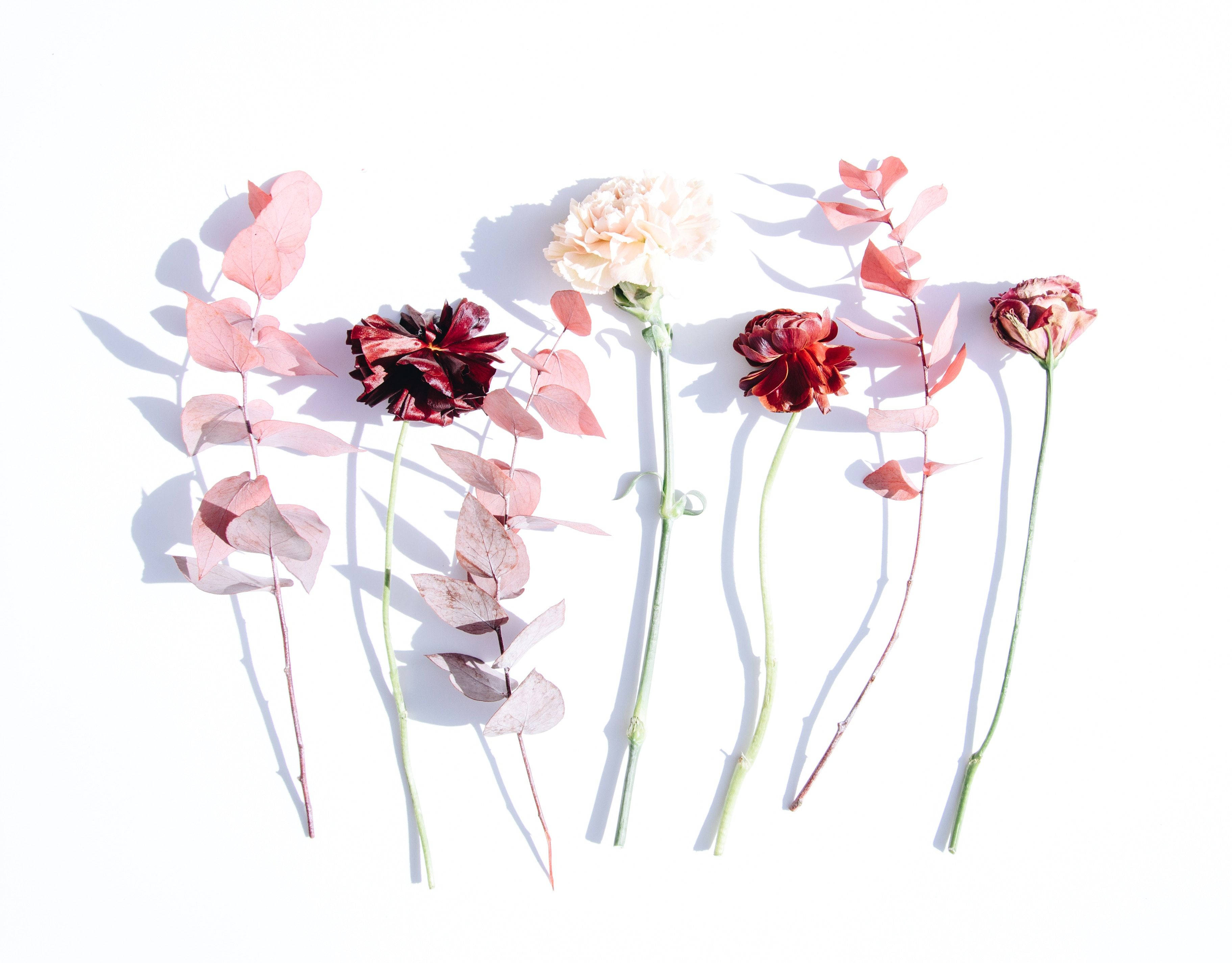 Minimalist Flower Computer 桌布 壁紙 — 五朵帶有粉紅色和紅色色調的精緻乾花在明亮的白色背景上投下柔和的陰影。
