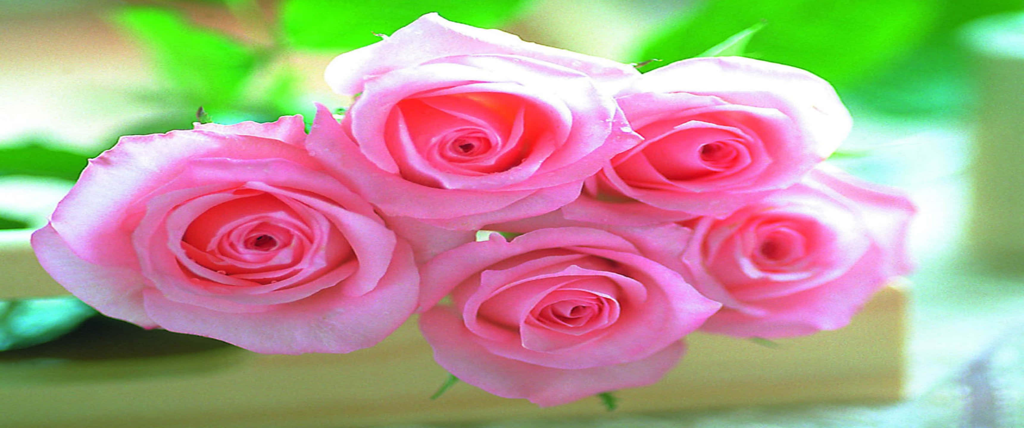3440x1440p Roses 桌布 壁紙 — 五朵柔軟粉紅玫瑰的特寫，背景中茂密的綠葉柔和地模糊。
