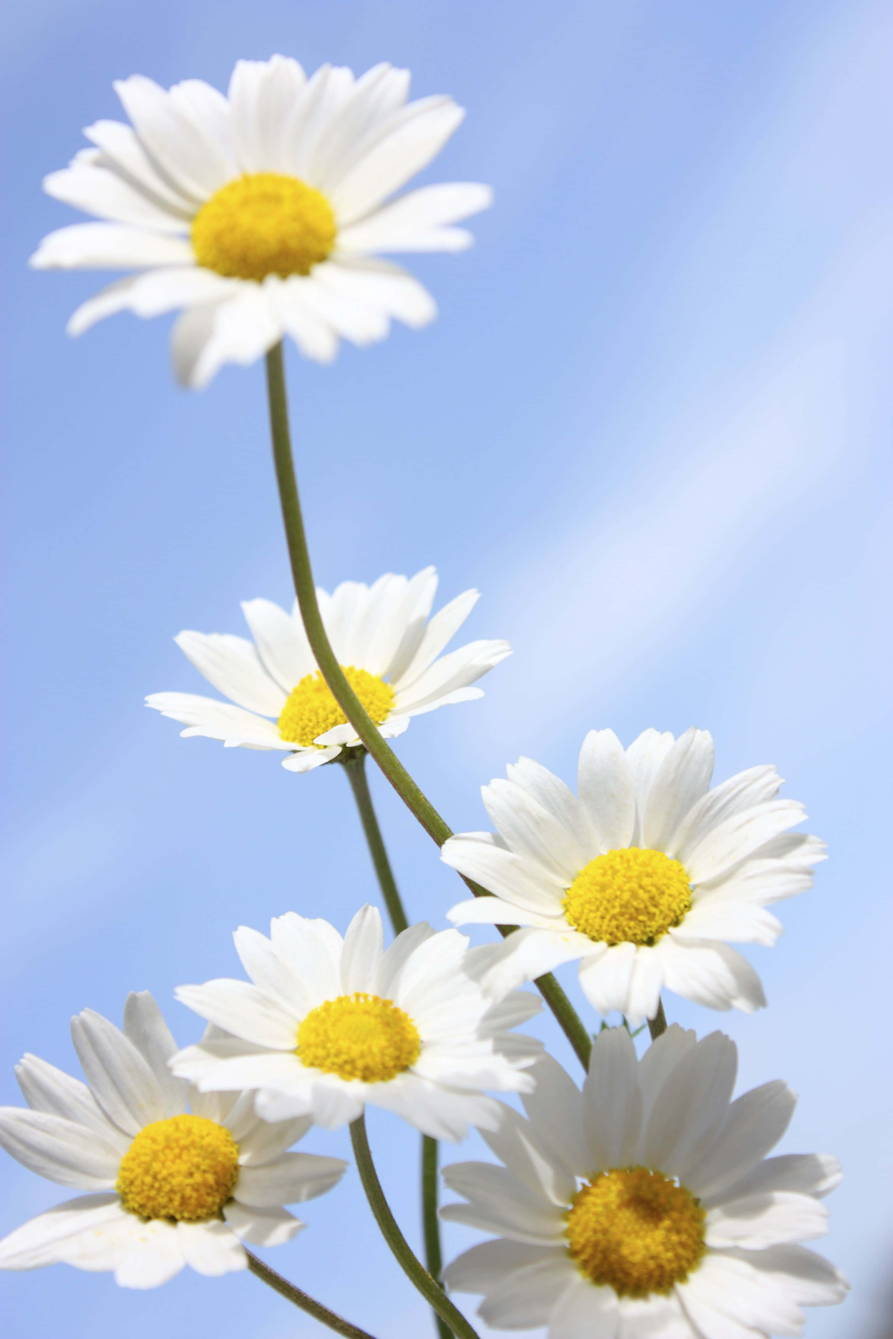 Daisy 桌布 壁紙 — 五朵白色花瓣黃色花心的雛菊在清澈的藍天下盛開。