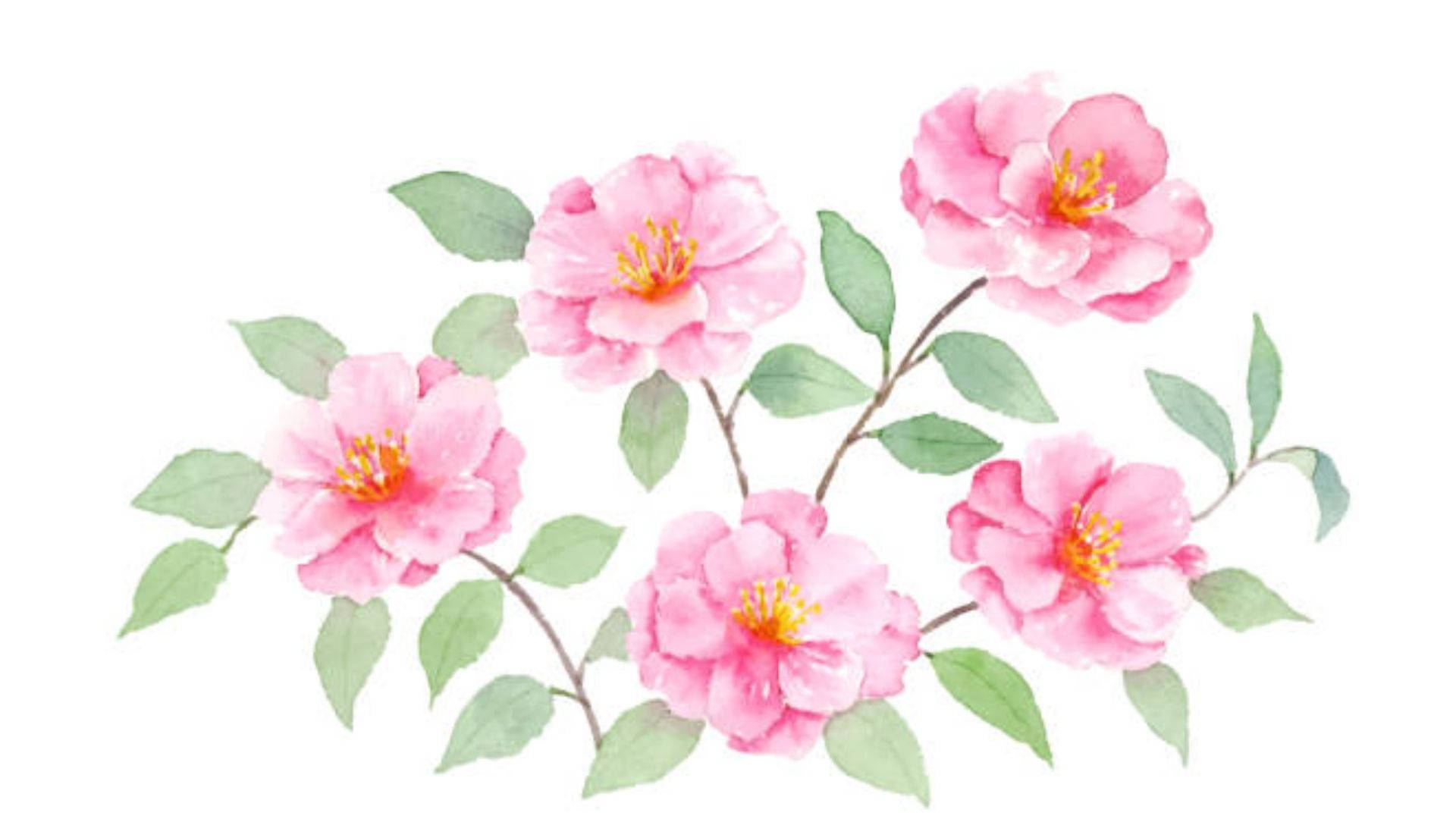 Camellia 桌布 壁紙 — 五朵精緻的粉紅色山茶花，帶有黃色花心和綠色葉子，以柔和的水彩簇狀排列。