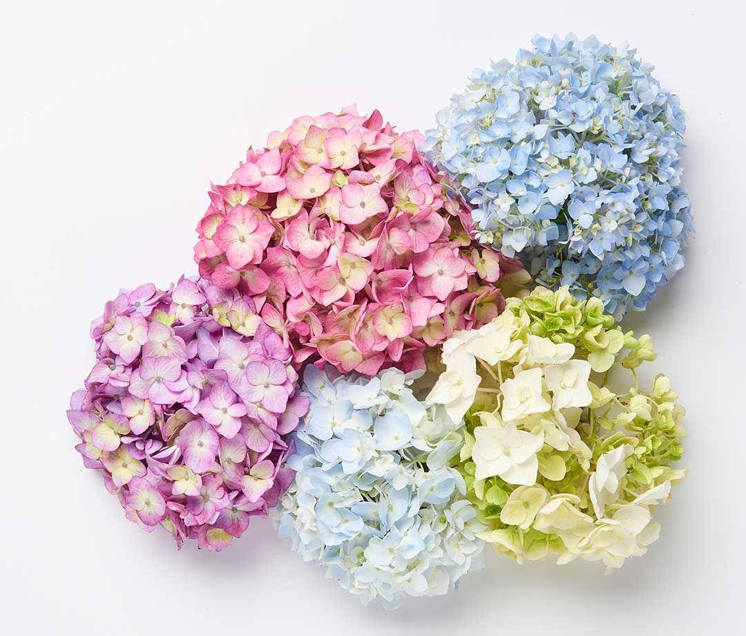 Flowers 桌布 壁紙 — 五朵色彩繽紛的繡球花，以粉紅、紫、藍、綠的柔和色調，排列在潔淨的白色背景上。