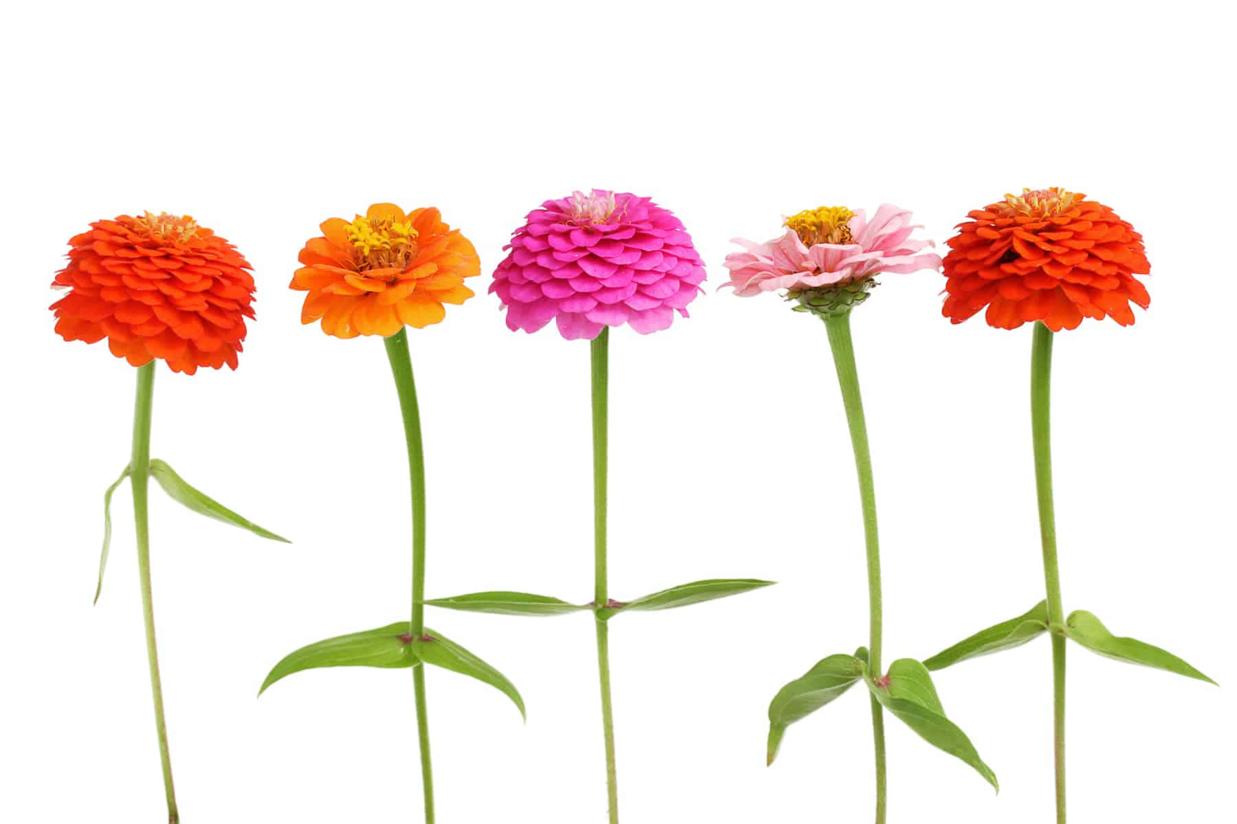 唯美花卉 桌布 壁紙 — 五朵鮮豔的百日菊，有橙色、粉紅色和黃色，在純白色背景上盛開。