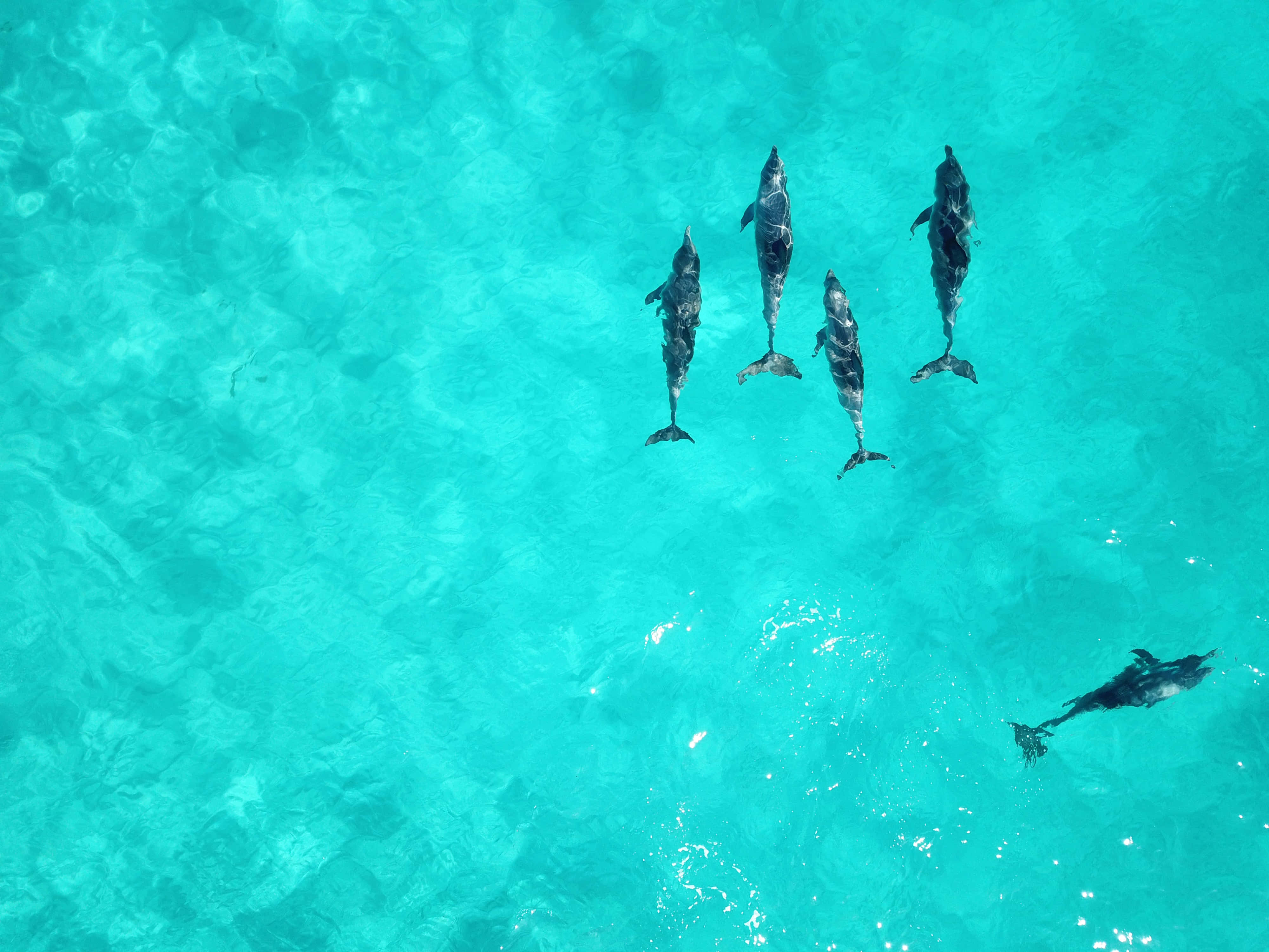 Turquoise Green 桌布 壁紙 — 五條海豚在充滿活力的碧綠海洋水域中優雅游泳的鳥瞰圖。
