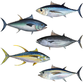 Tuna 桌布 壁紙 — 五條詳細的鮪魚，銀色身體和黃色鰭，在黑色背景上游動。