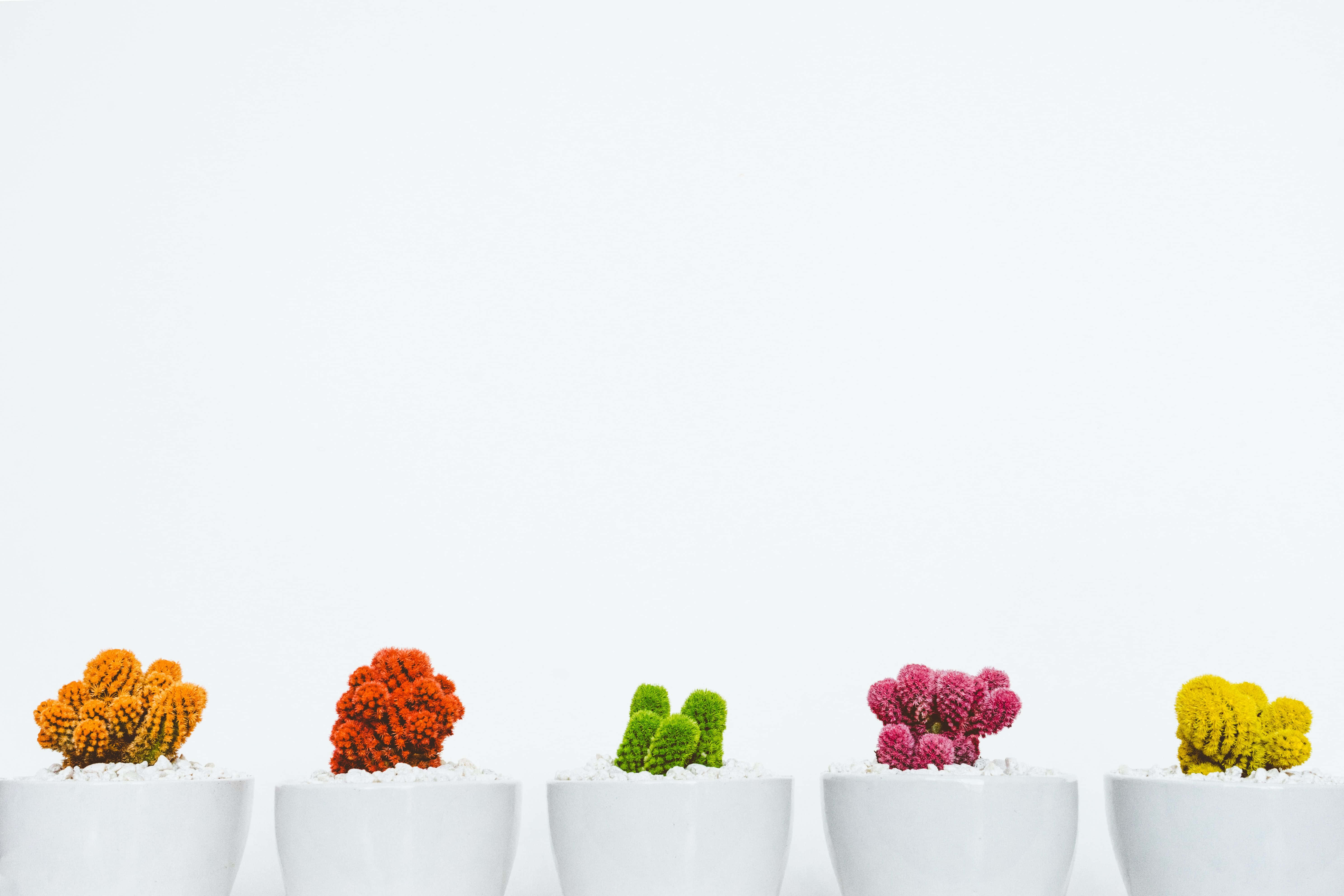 succulent 桌布 壁紙 — 五棵色彩繽紛的仙人掌放在白色花盆中，排列在純白色背景前。